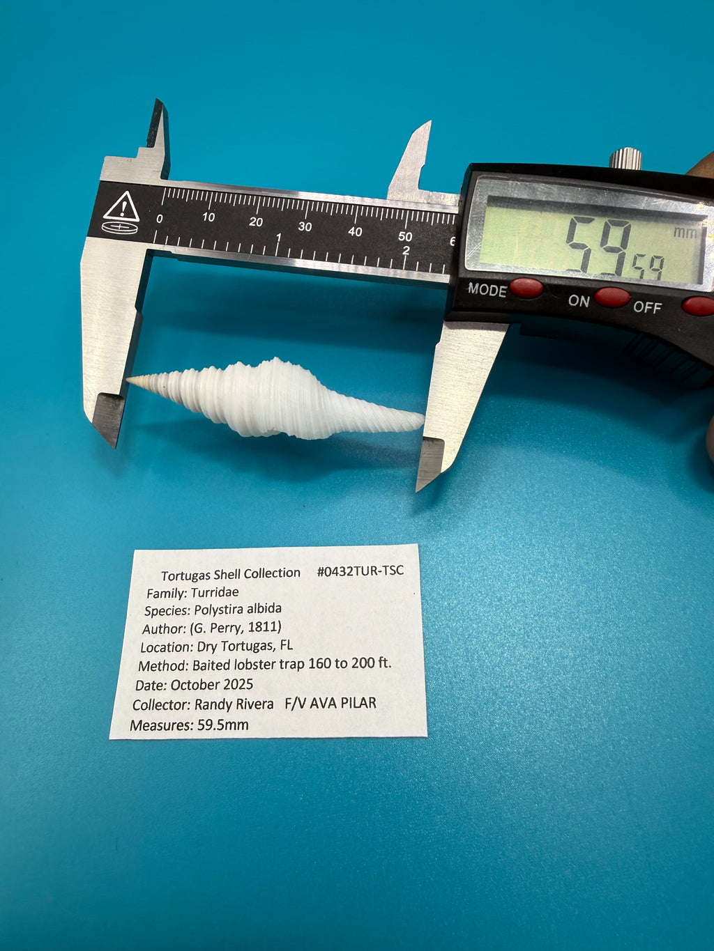 Polystira albida 59.5mm – Dry Tortugas Turrid – Rivera Coll.