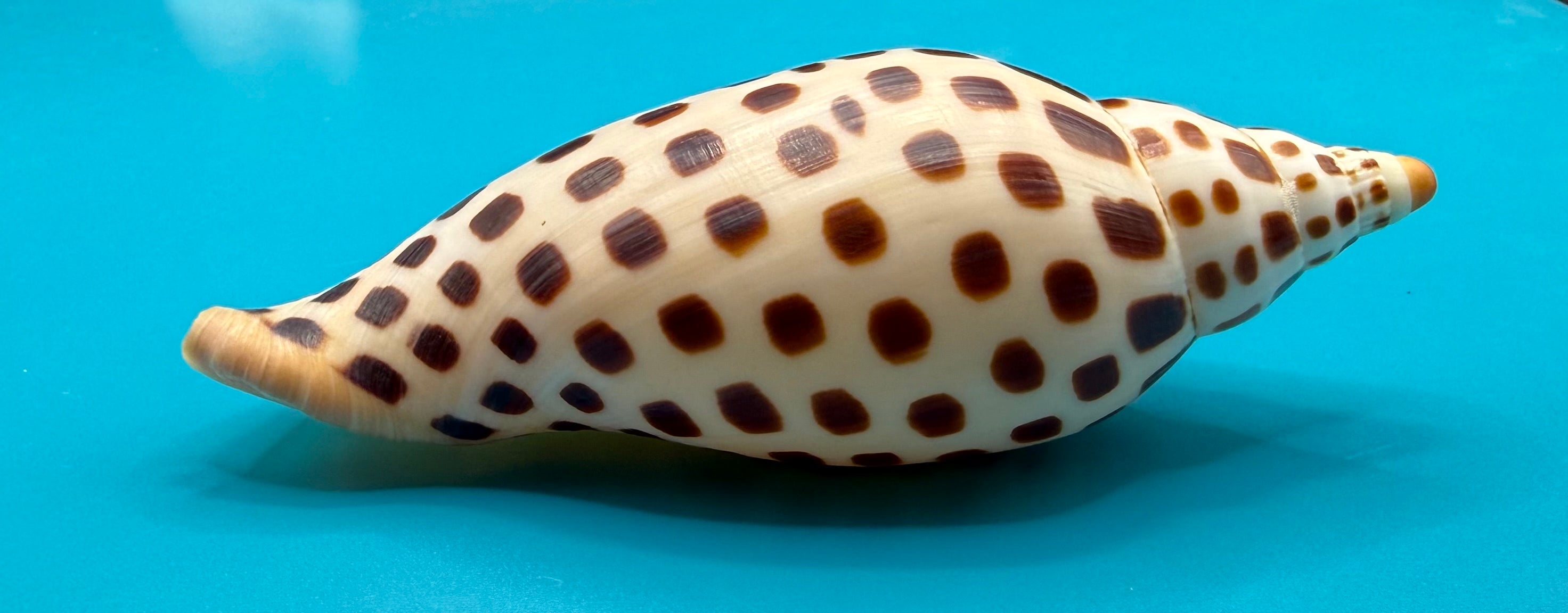 Scaphella mercedesae 116.8mm – Recently Described 2026 – Named for My Mother – Tortuga Terrace – Rivera Coll.