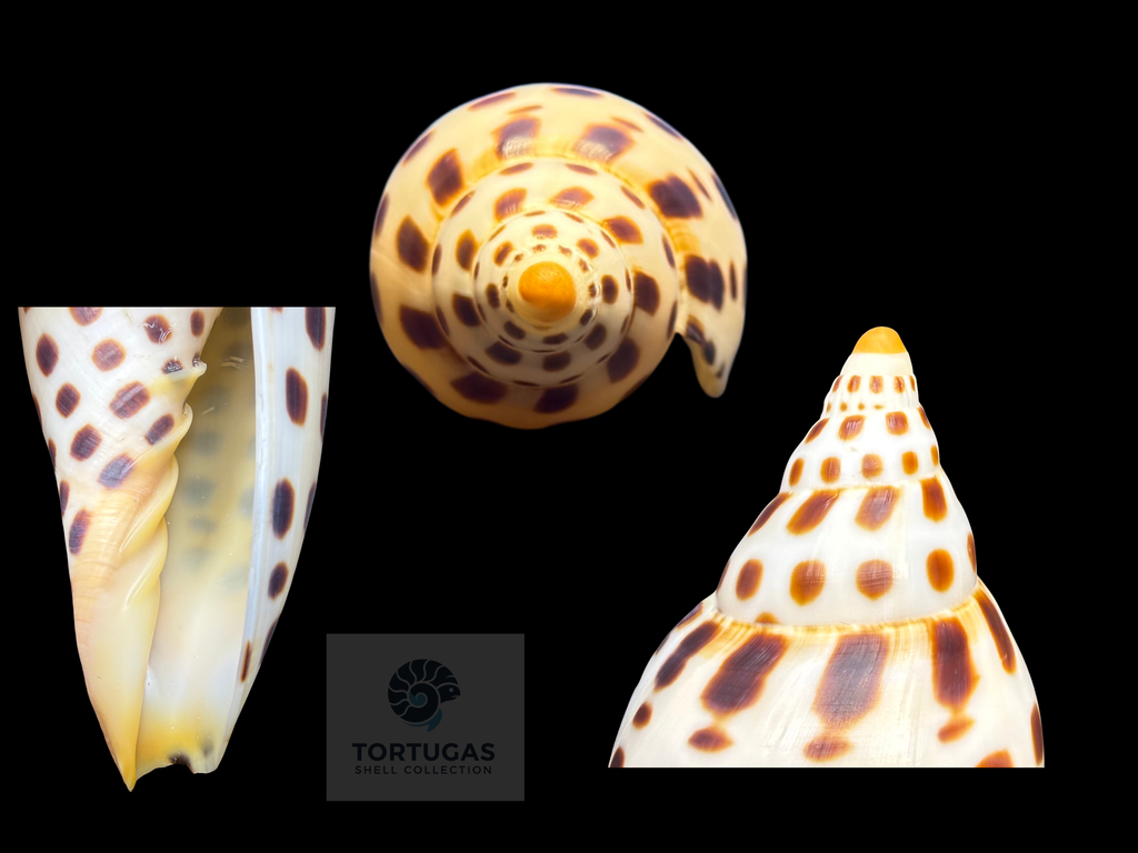 Scaphella mercedesae – 108.5 mm – TSC #0516VOL-TSC