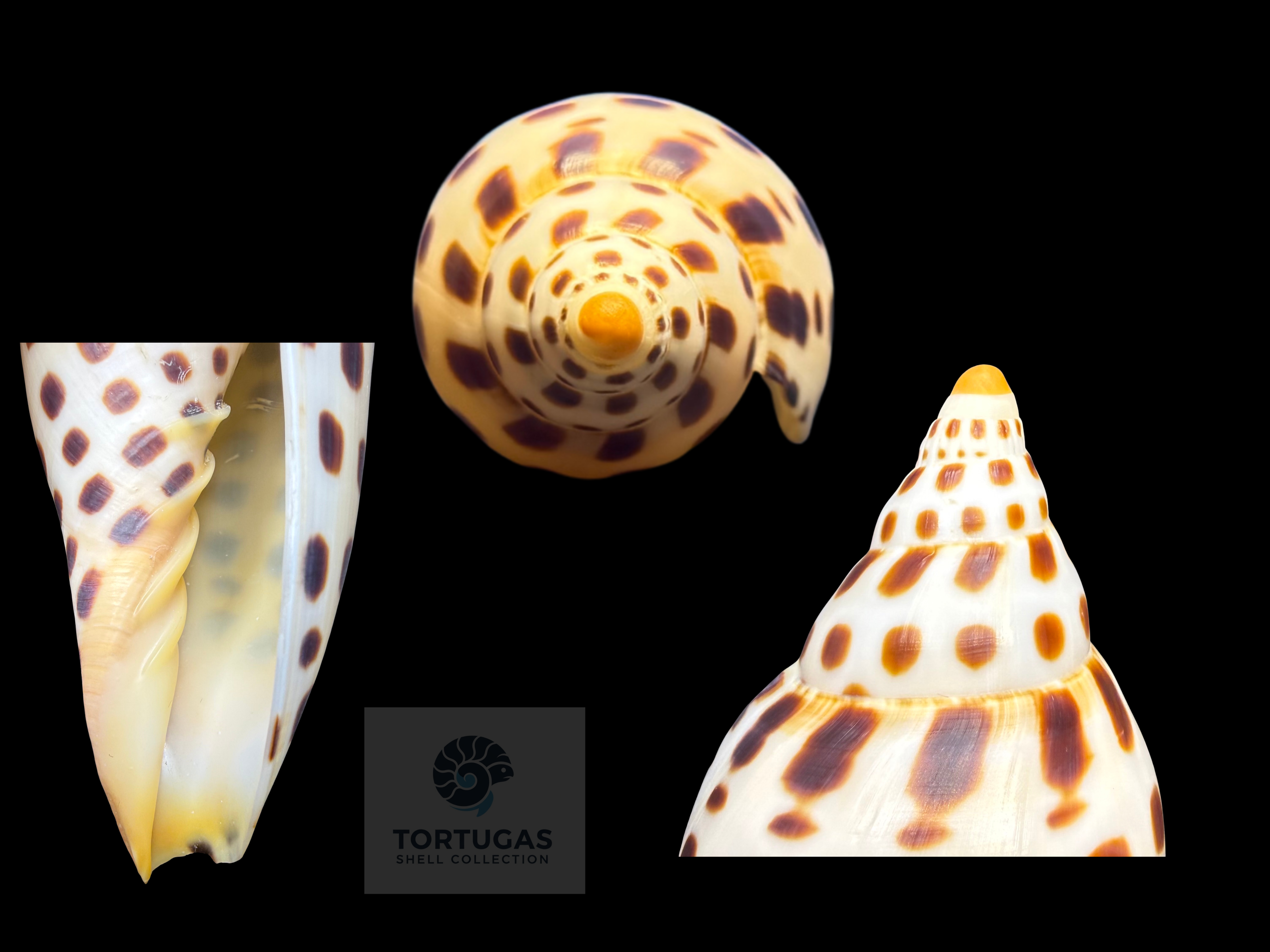 Scaphella mercedesae – 108.5 mm – TSC #0516VOL-TSC