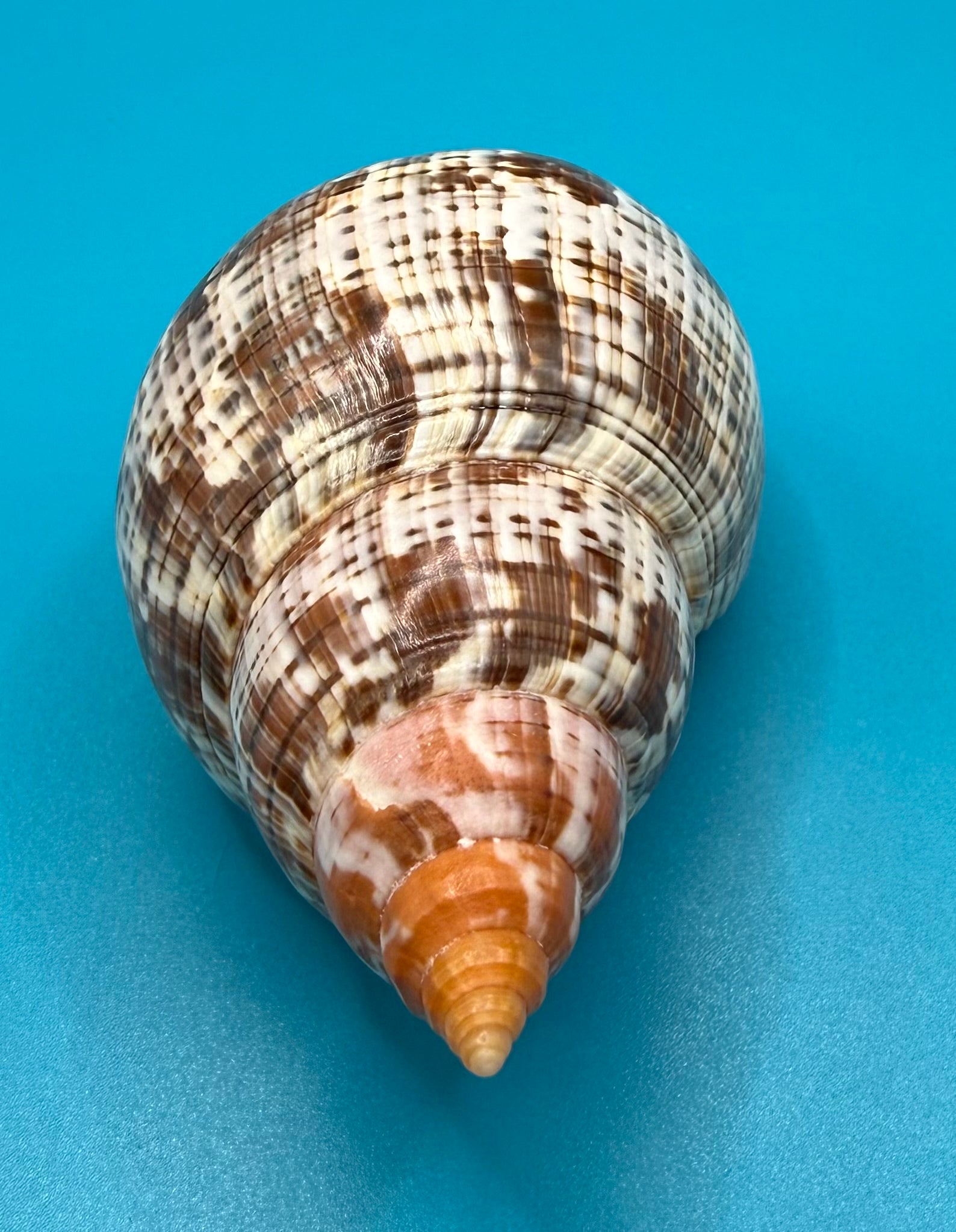 Fasciolaria bittneri 119mm – Recently Described 2023 – Dry Tortugas – Rivera Coll.