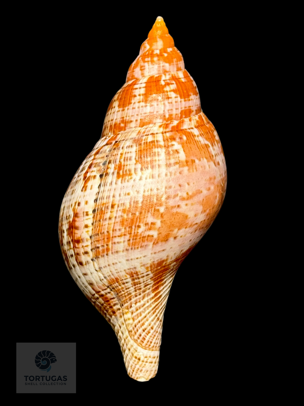 Fasciolaria bittneri Petuch & Berschauer, 2023 122.7mm Dry Tortugas