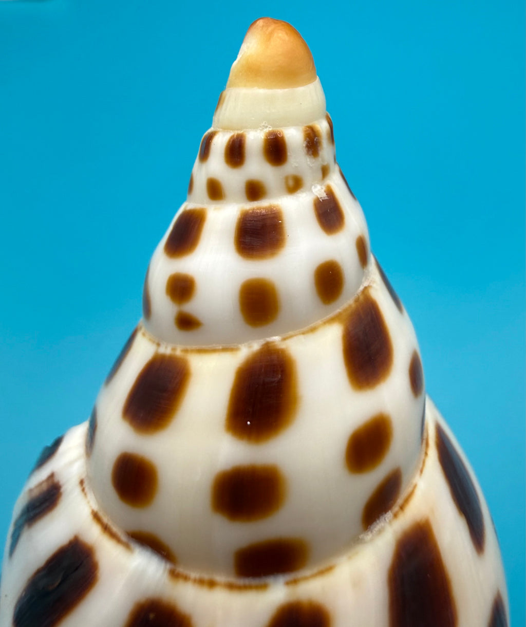 Scaphella mercedesae 116.8mm – Recently Described 2026 – Named for My Mother – Tortuga Terrace – Rivera Coll.