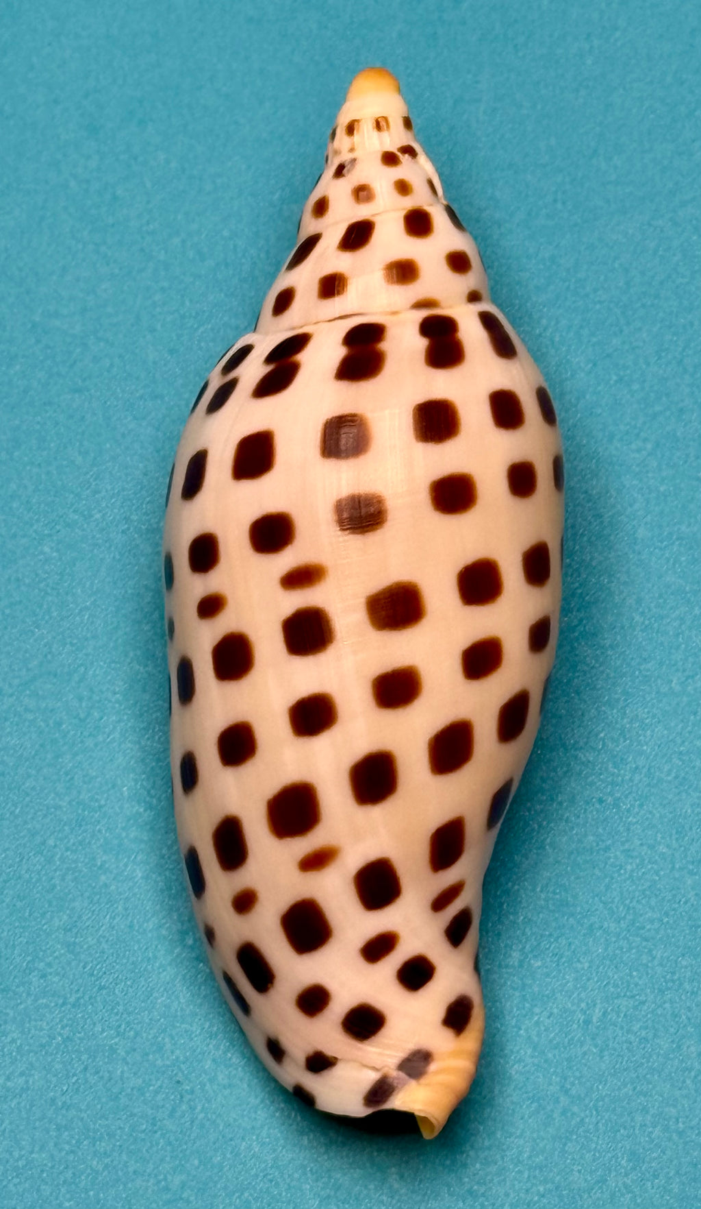 Scaphella mercedesae – Tortuga Terrace, FL – 115.3 mm – #0250VOL-TSC