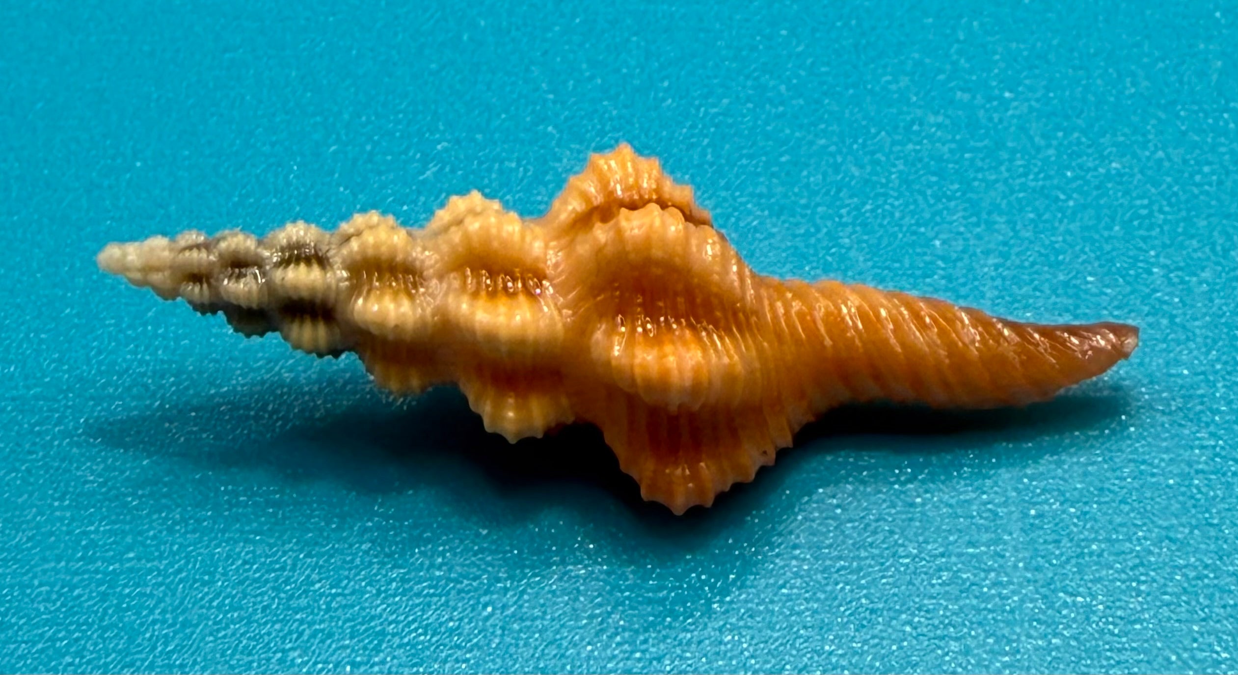 Aristofusus excavatus 29.7mm – Pulley Ridge – Rivera Coll.