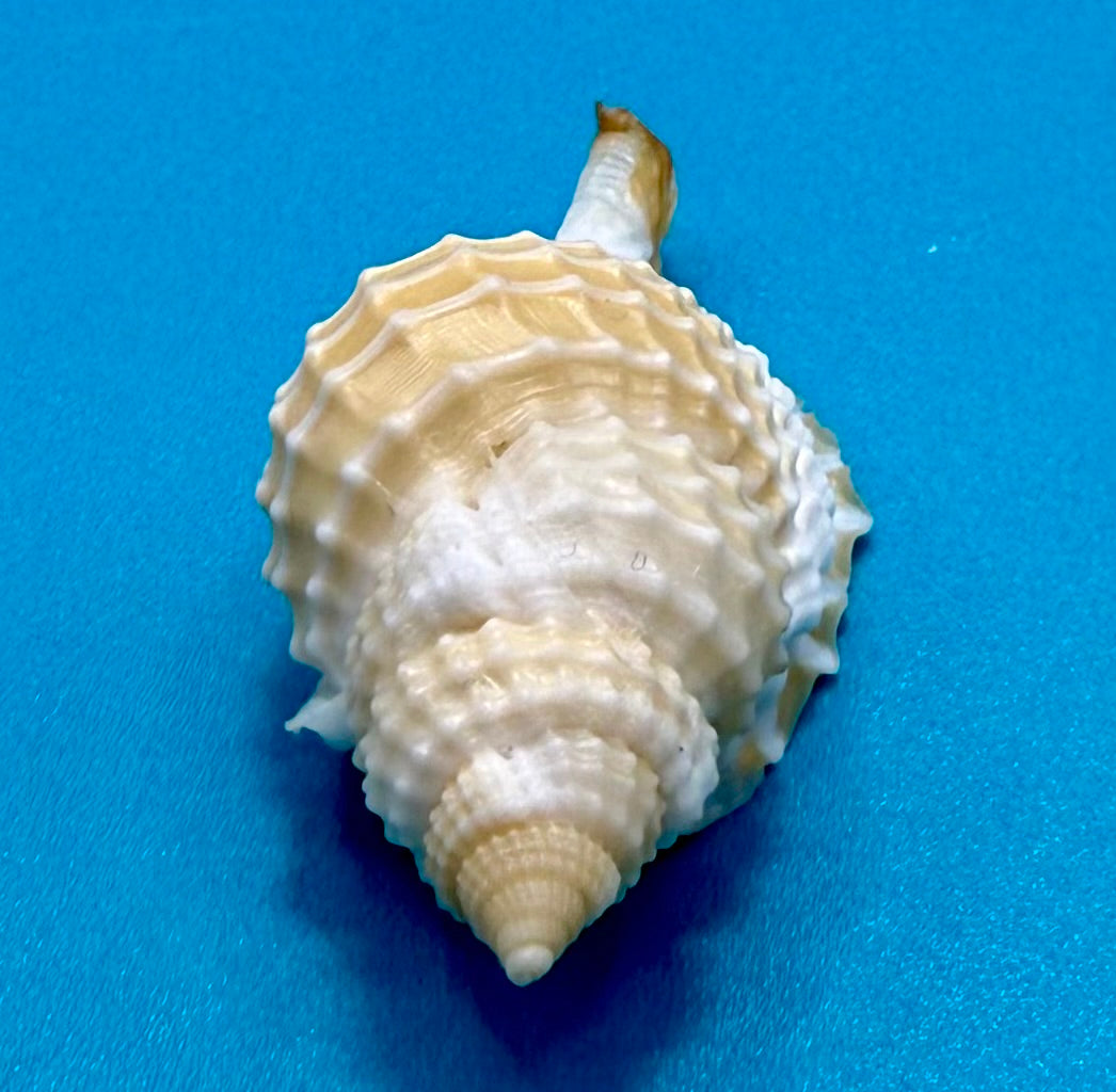 Distorsio clathrata (Lamarck, 1816) – 56.6mm | Tortugas Shell Collection