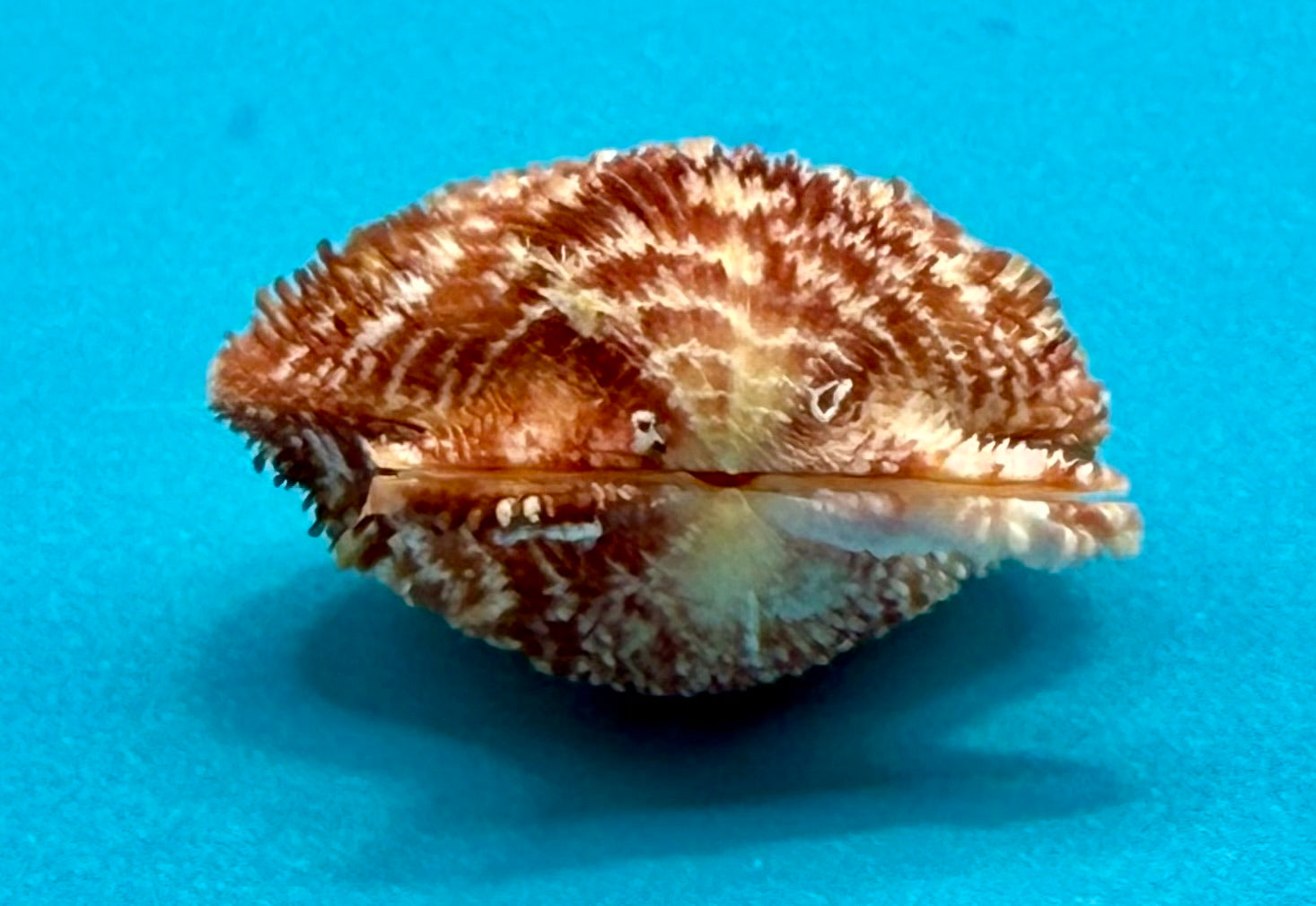 Lindapecten muscosus (W. Wood, 1828) – Pair 30.5mm - Pink Form -Tortugas Shell Collection