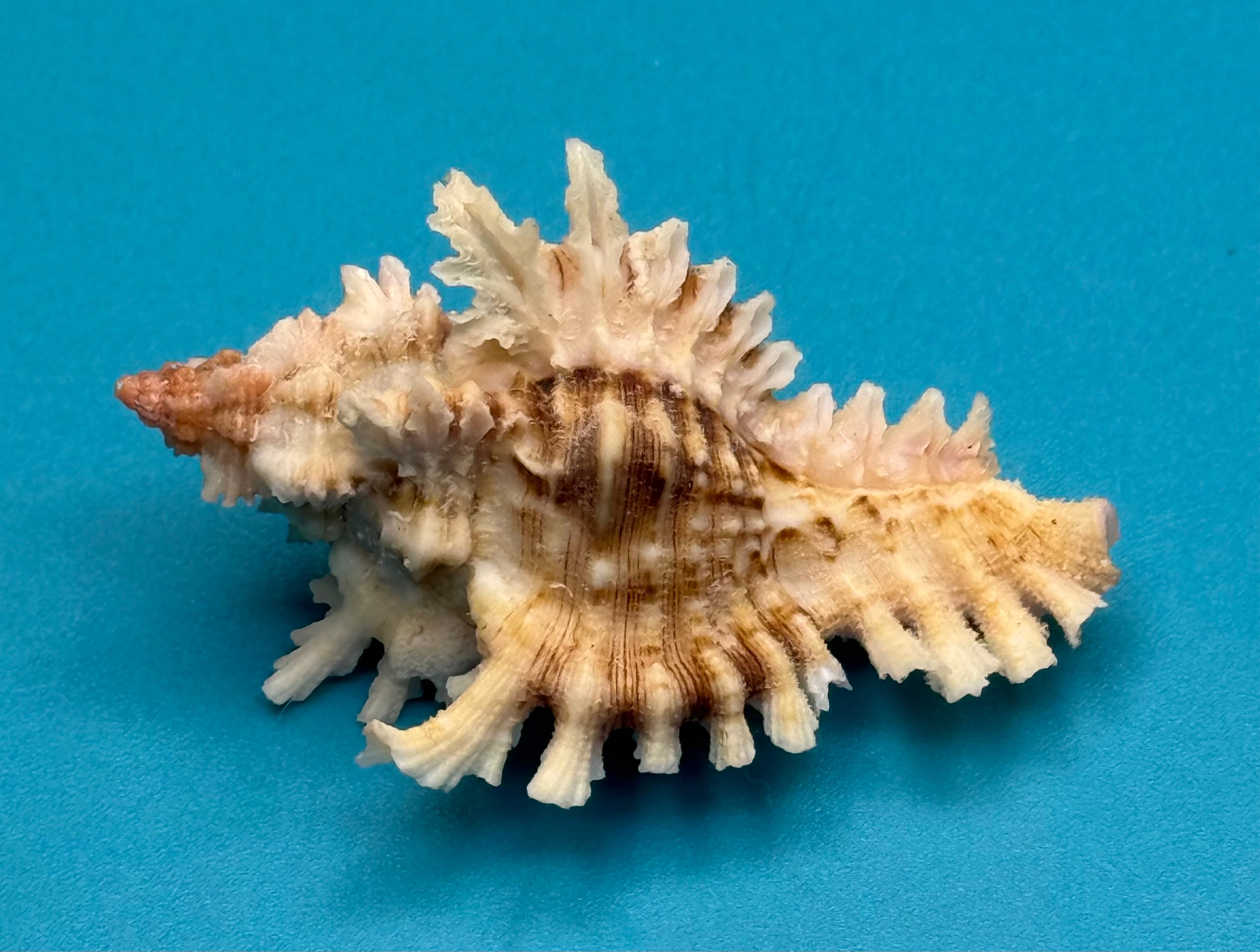 Chicoreus riverai – Dry Tortugas – 51.2mm – Pink Apex – F++ w/o