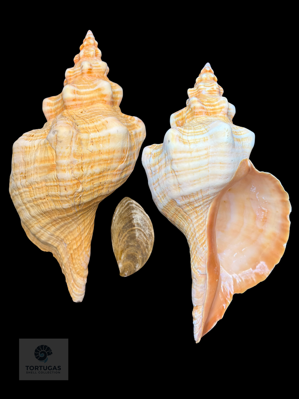 Triplofusus giganteus – Horse Conch – 17.48” (444 mm) – Operculum Included
