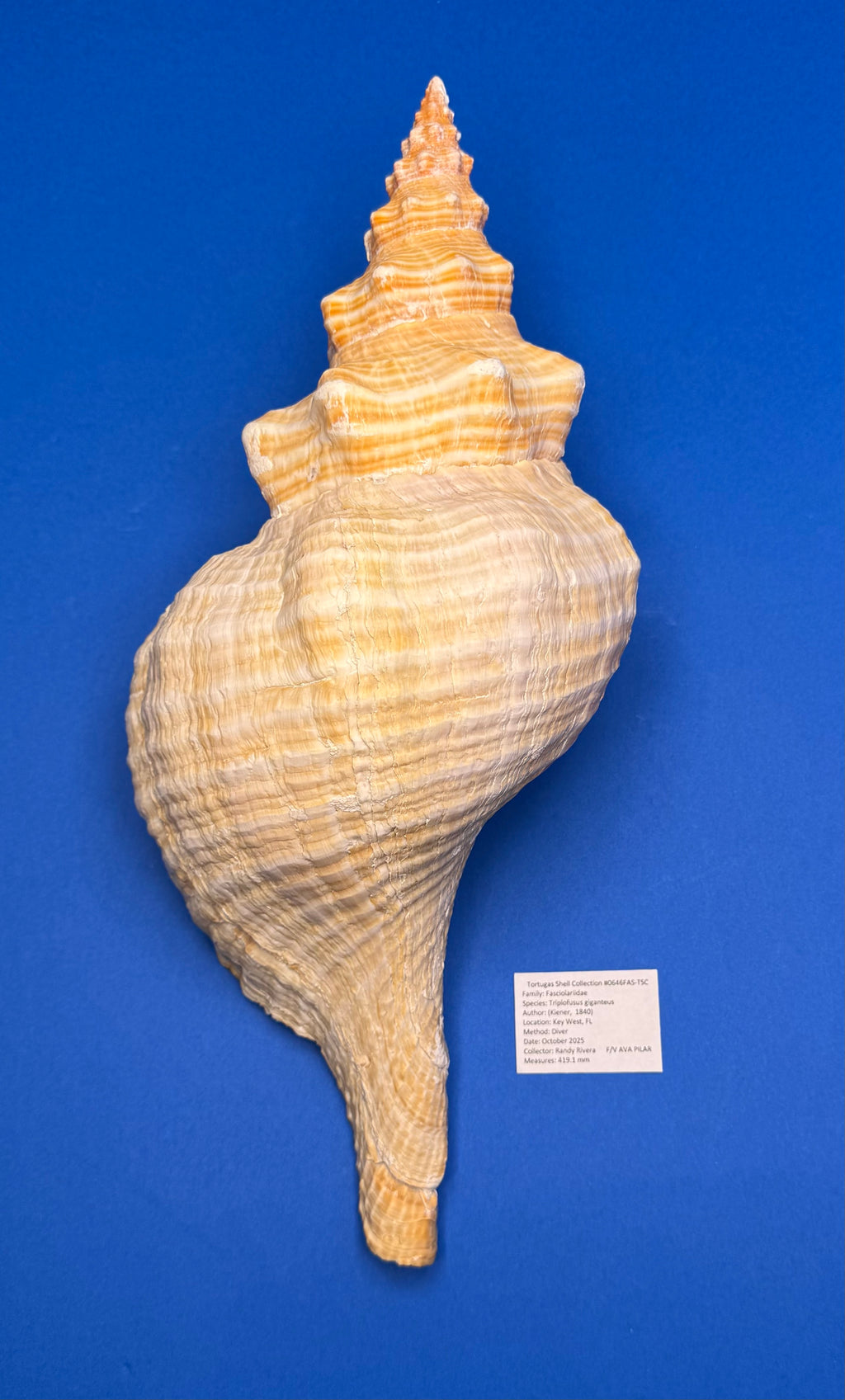 Triplofusus giganteus – Giant Horse Conch – Key West, FL – 419.1 mm – 0646FAS-TSC
