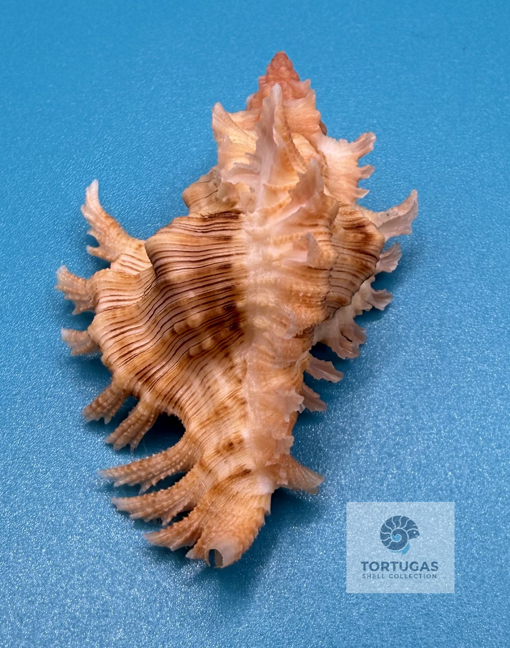 Chicoreus riverai 43.6mm – Pulley Ridge – TSC