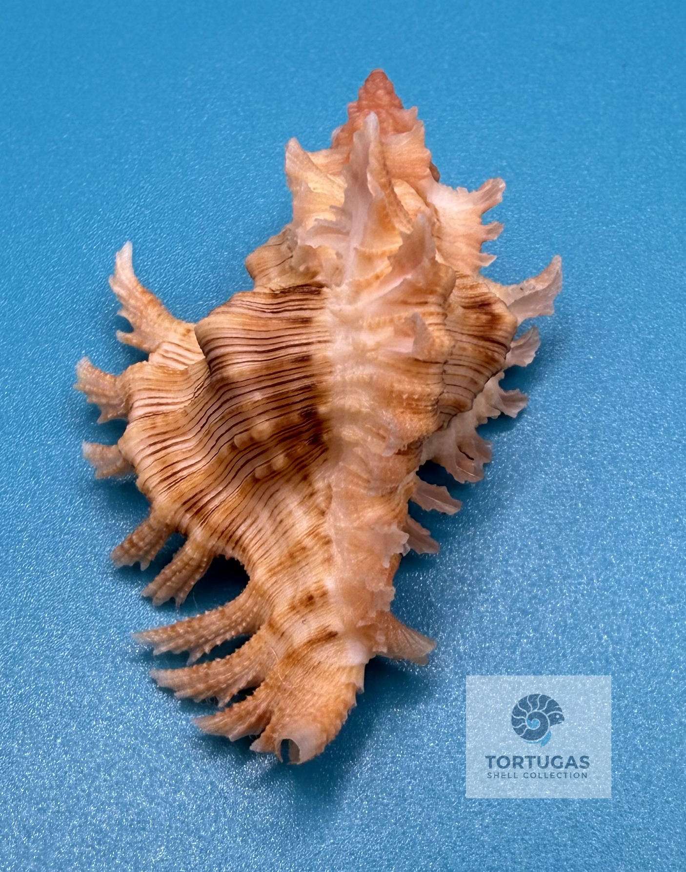 Chicoreus riverai 43.6mm – Pulley Ridge – TSC