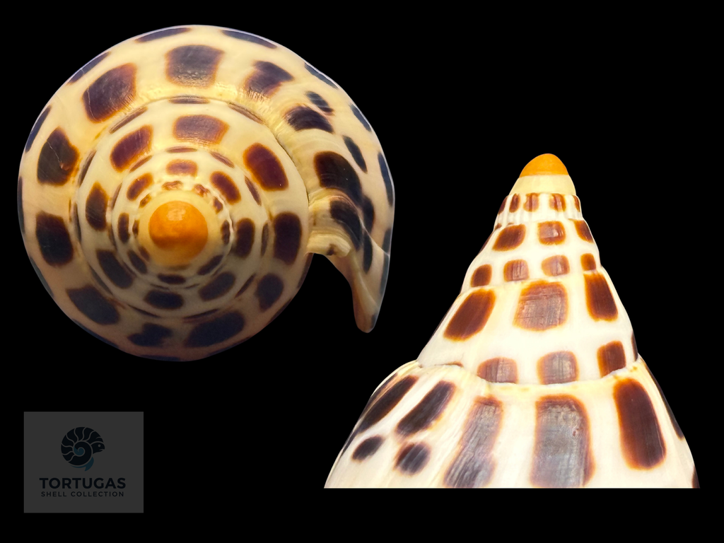 Scaphella elizabethae Petuch & Sargent, 2011 – 104.2 mm