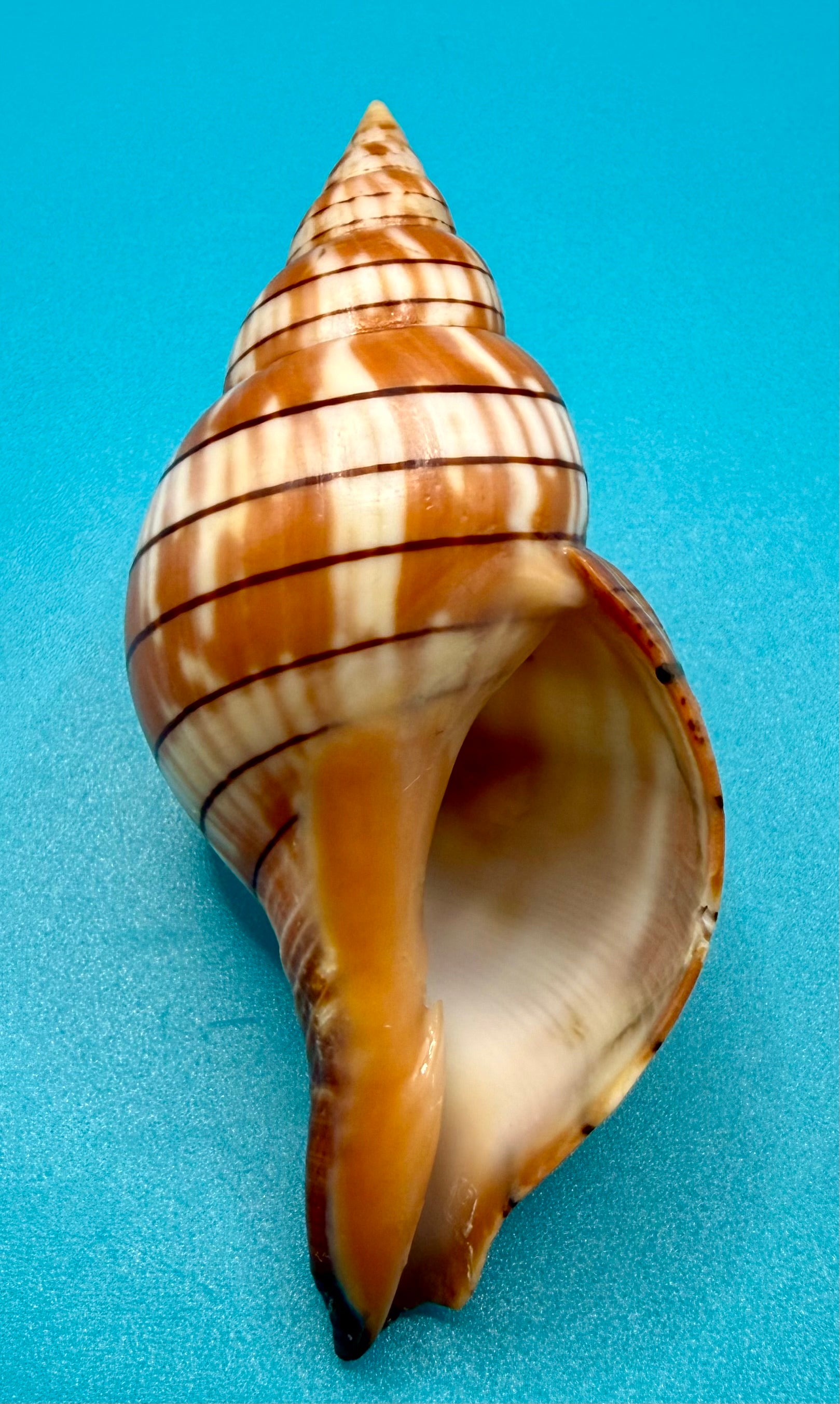 Cinctura tortugana 81.8mm – Dry Tortugas Trap Collected – Tortugas Shell Collection