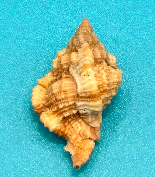 Phyllonotus whymani Petuch & Sargent, 2011 – 37.4mm - Dry Tortugas Deep Water - Tortugas Shell Collection