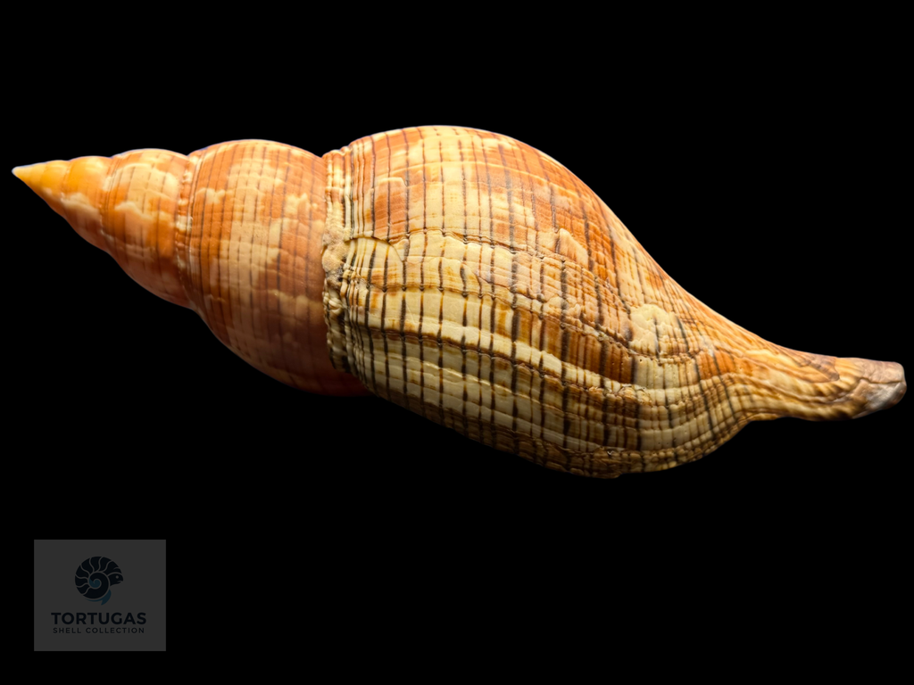 Fasciolaria riverai Petuch & Berschauer, 2026 Orange Form