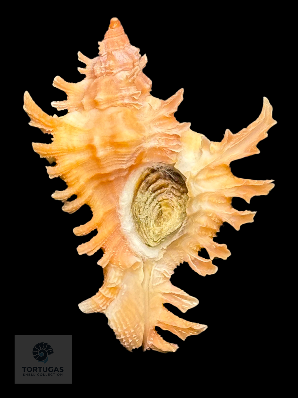 Chicoreus rachelcarsonae Petuch, 1987. 32.4mm TSC#0570