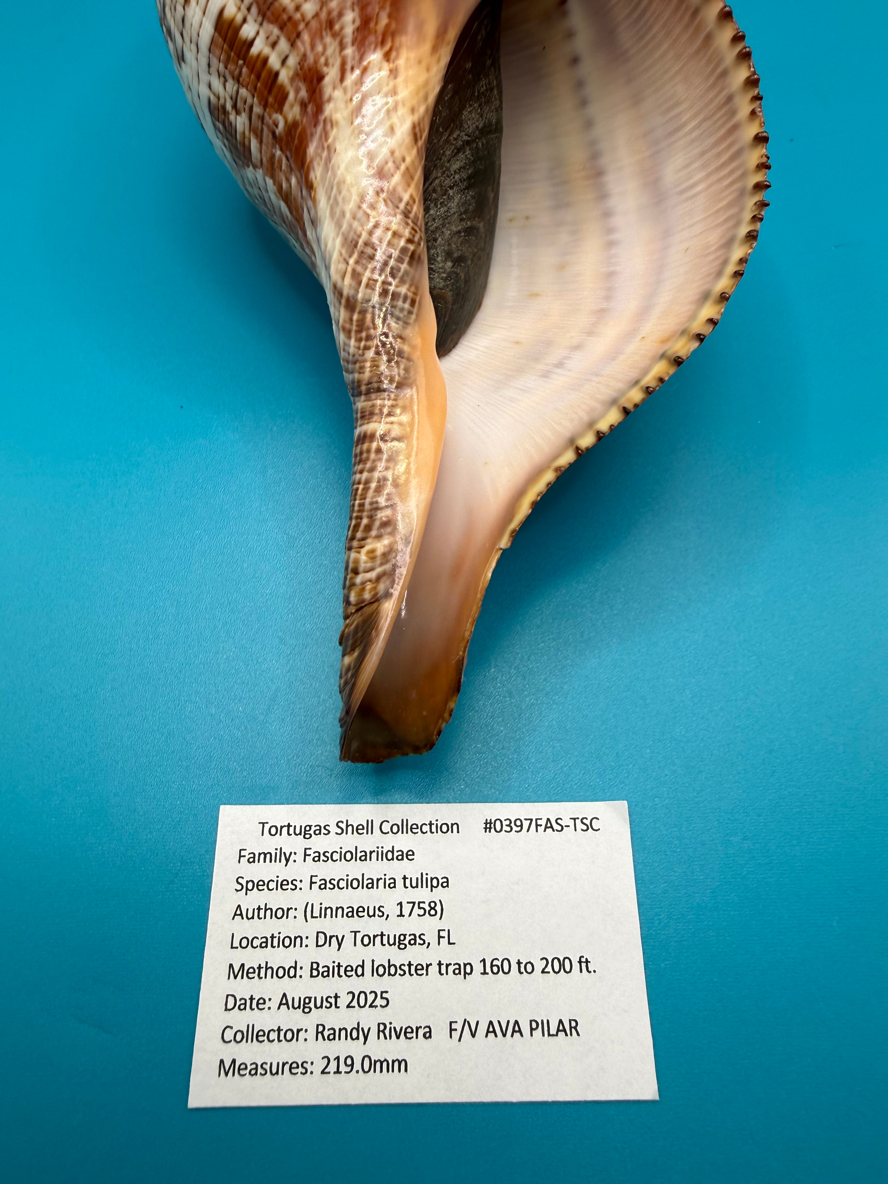 Fasciolaria tulipa 219mm – Giant Tulip – Dry Tortugas Trap Collected – TSC Coll