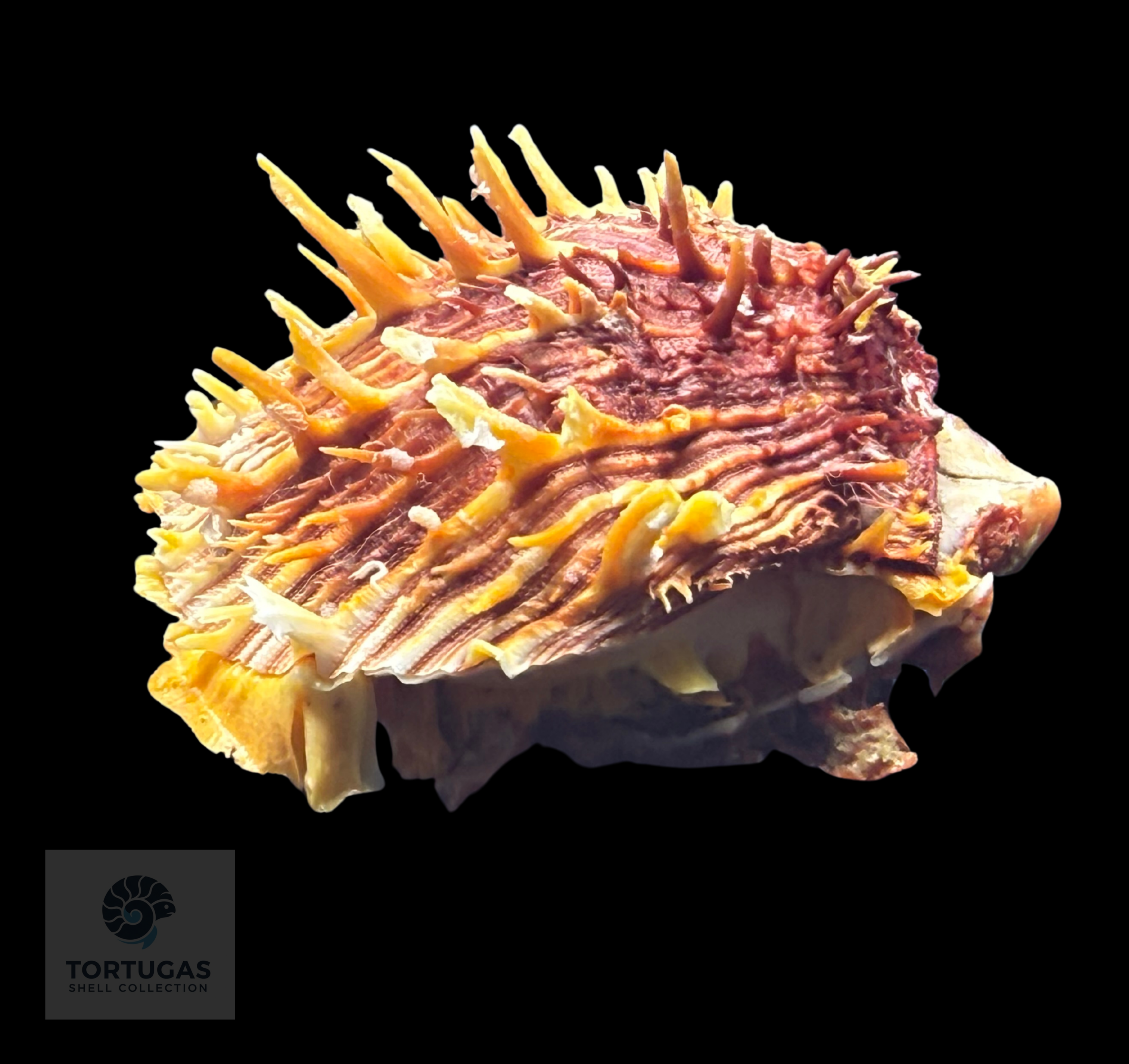Spondylus tenuis – 67.6 mm – Panama City Beach, FL