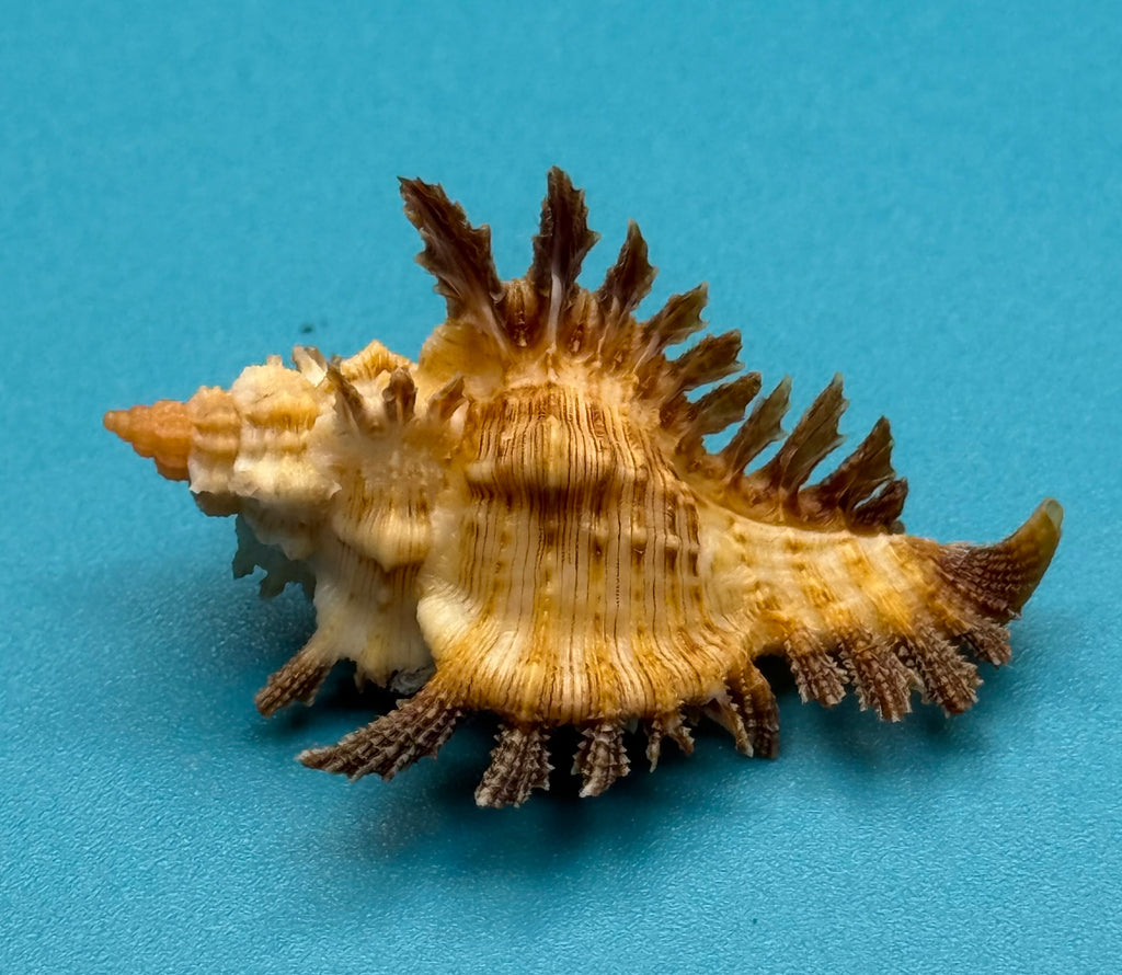 Chicoreus riverai – Dry Tortugas – 39.2 mm – Dark Frond Form – F+++ w/o