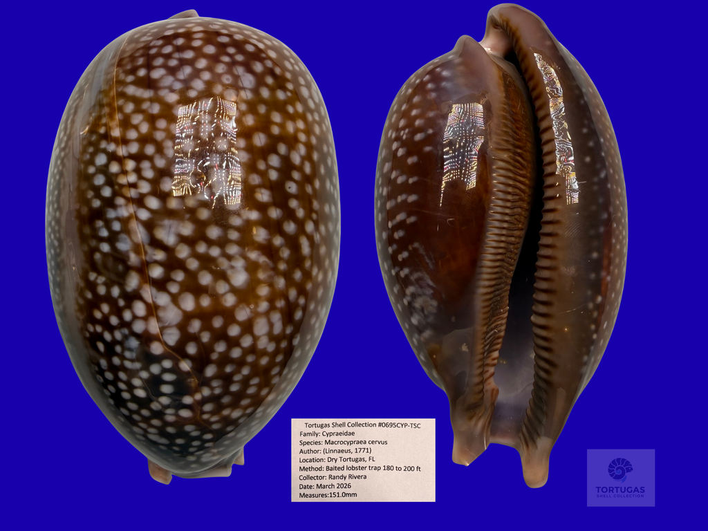 Macrocypraea cervus – Deer Cowrie – Dry Tortugas – 151.0mm – TSC#0695CYP