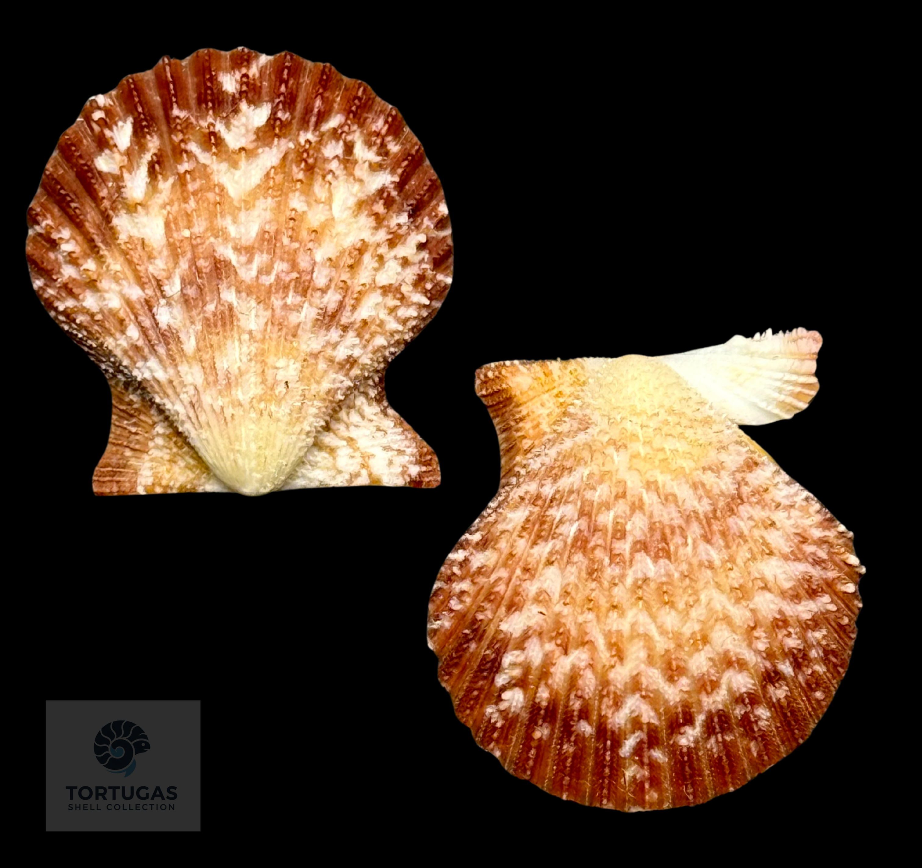 Lindapecten muscosus (W. Wood, 1828) – Matched Pair – 25.2 mm x 23.1 mm – TSC #0217PEC-TSC
