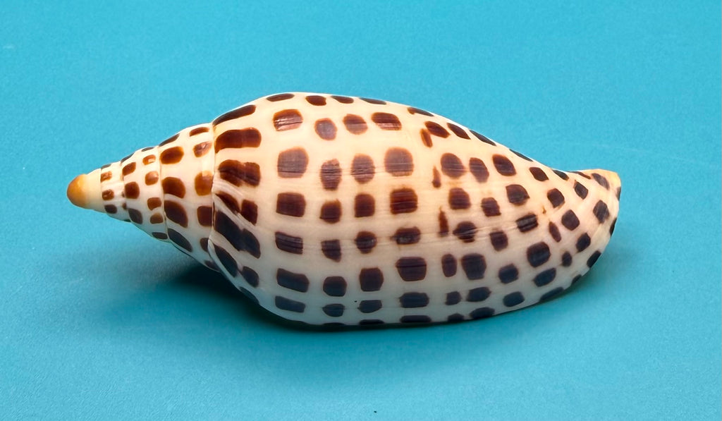 Scaphella mercedesae– Recently described – Dry Tortugas – 92.1 mm
