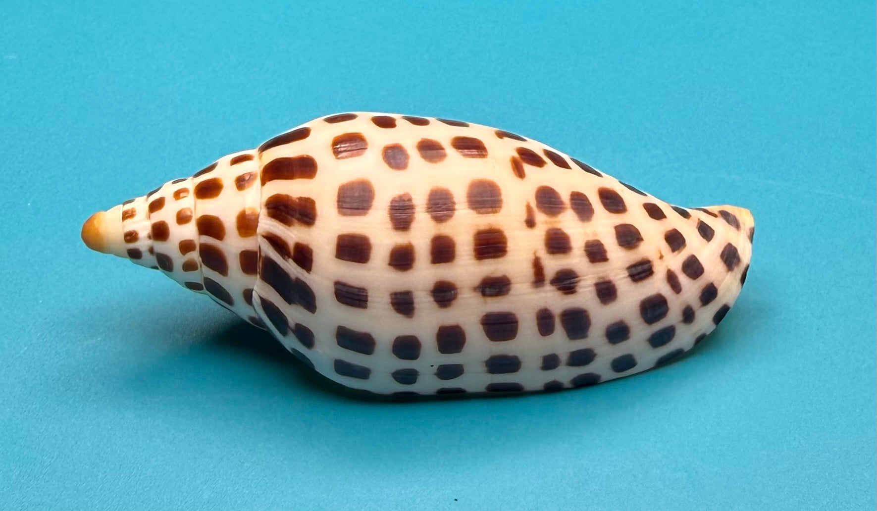 Scaphella mercedesae– Recently described – Dry Tortugas – 92.1 mm