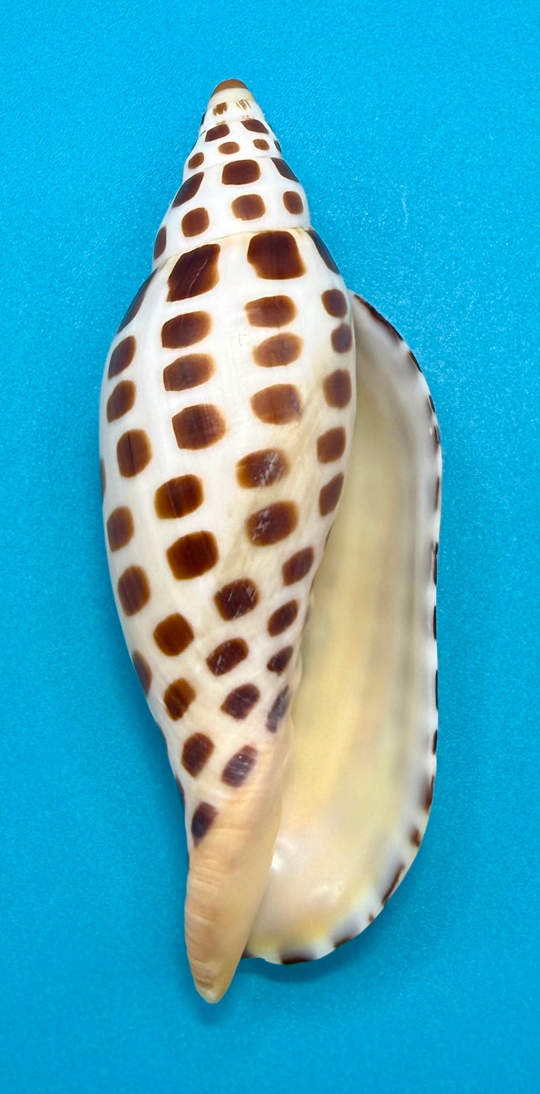 Scaphella mercedesae – Volute – Tortuga Terrace – 118.9mm