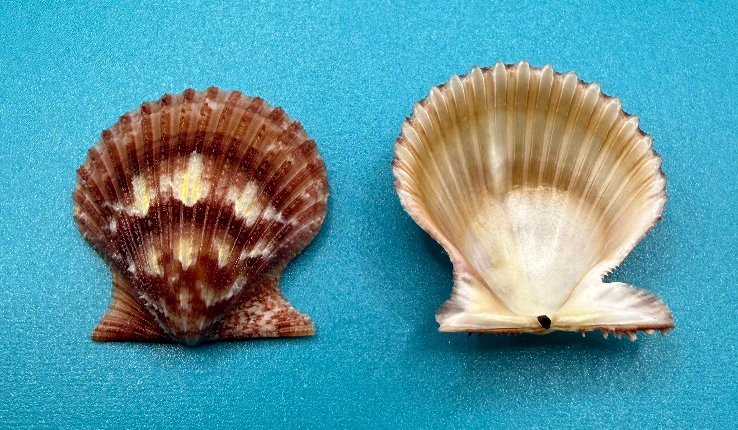 Lindapecten muscosus Pair – 24.6mm – Deep Water Trap Collected – Dry Tortugas – Tortugas Shell Collection