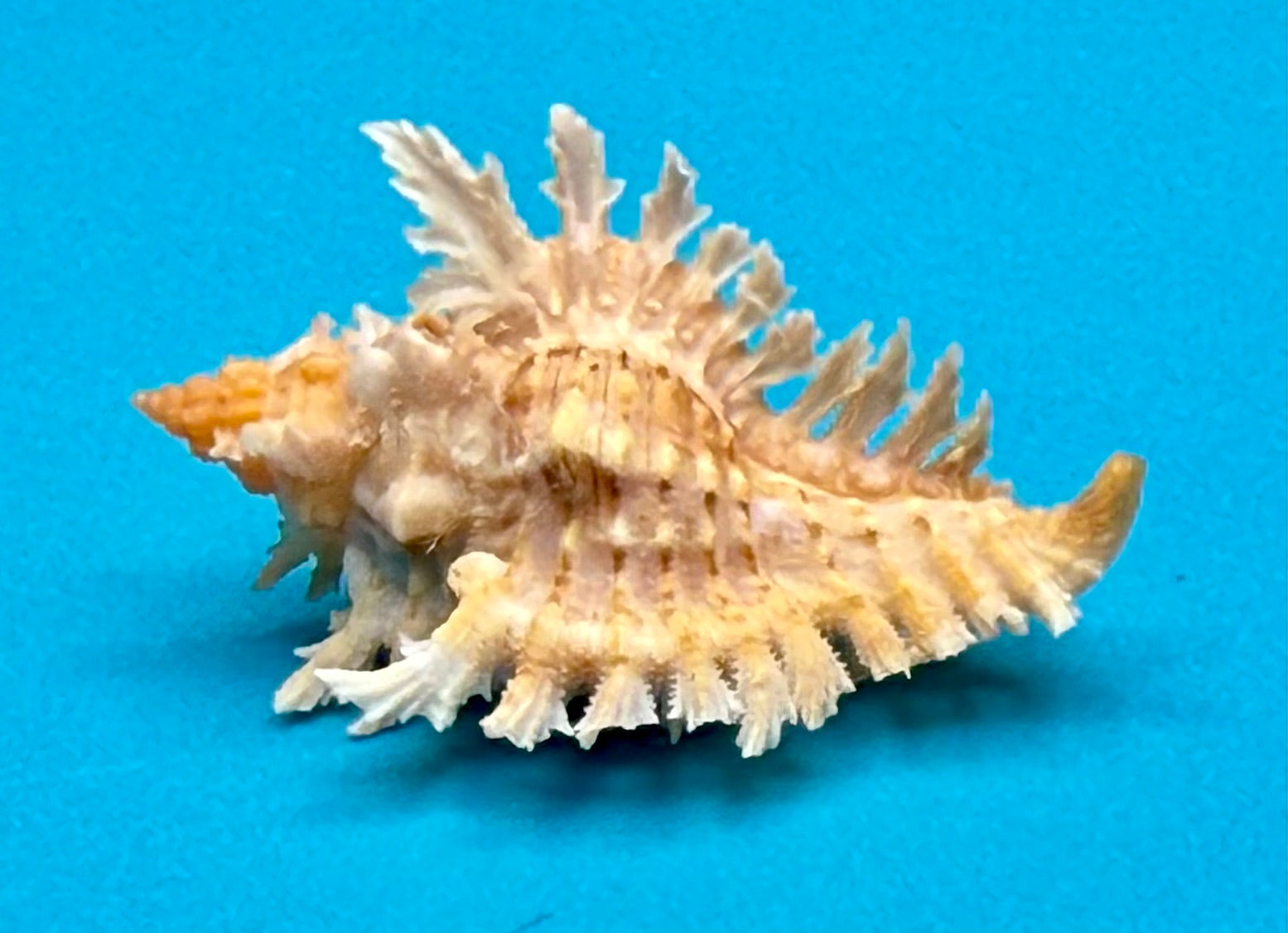 Chicoreus riverai – Dry Tortugas – 44.7mm – F+++ w/o