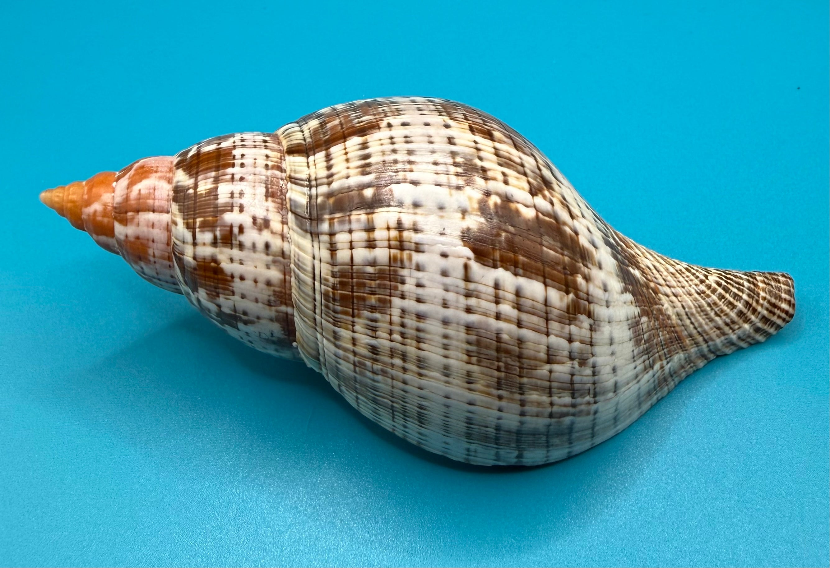 Fasciolaria bittneri 119mm – Recently Described 2023 – Dry Tortugas – Rivera Coll.