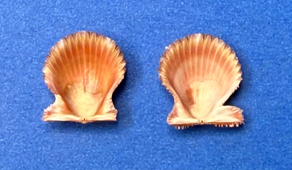 Lindapecten muscosus Red Orange Matched Pair Dry Tortugas 15.3mm