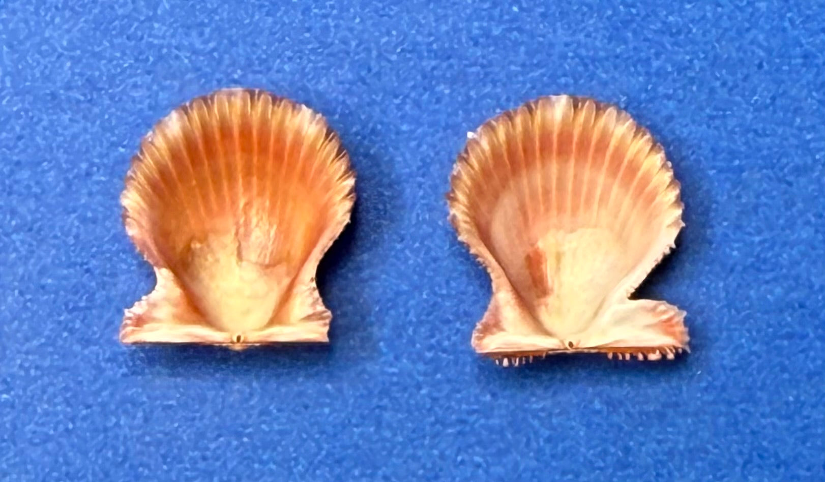 Lindapecten muscosus Red Orange Matched Pair Dry Tortugas 15.3mm