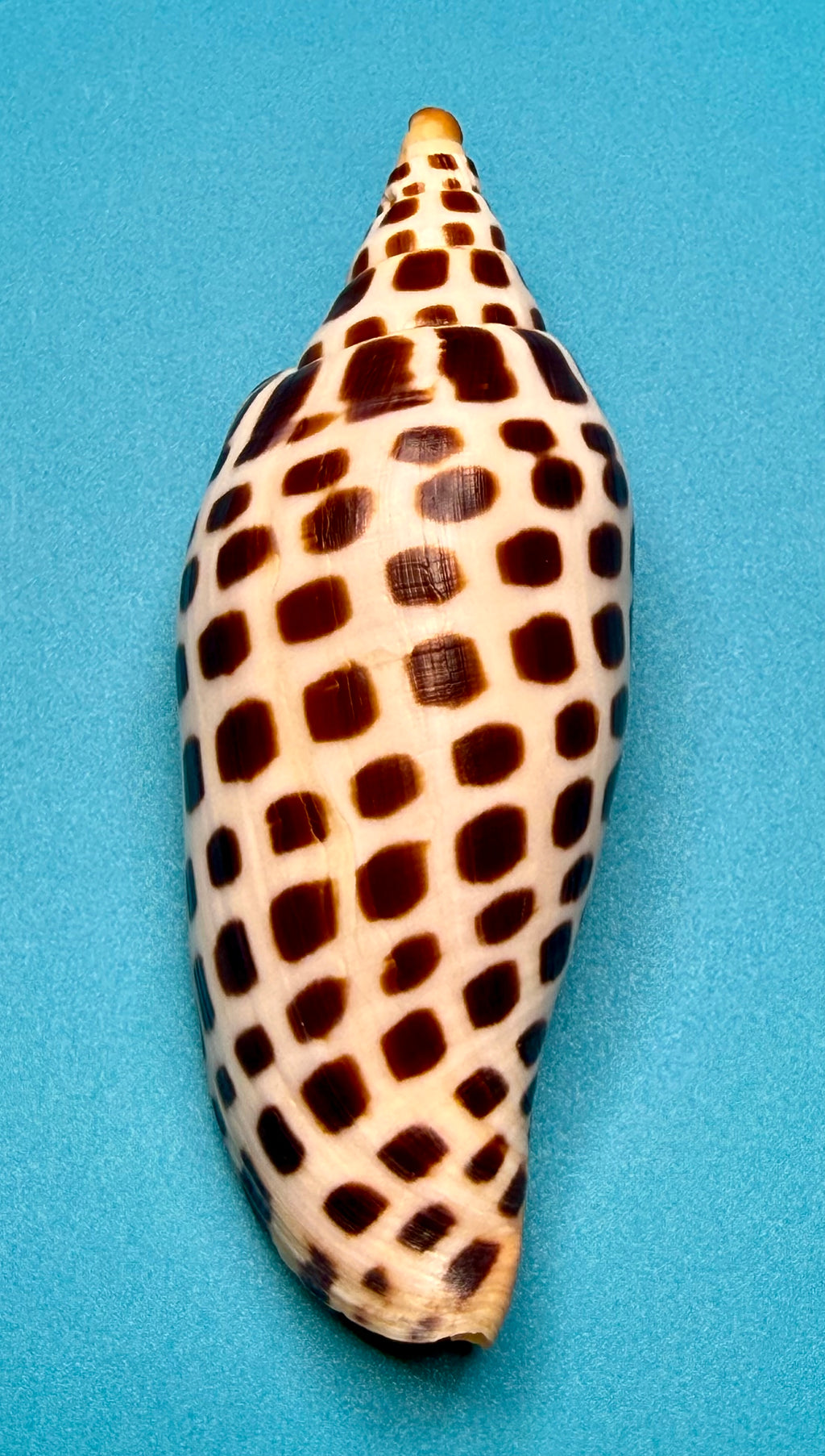 Scaphella junonia – Pulley Ridge, FL – 122.0 mm – #0643VOL-TSC