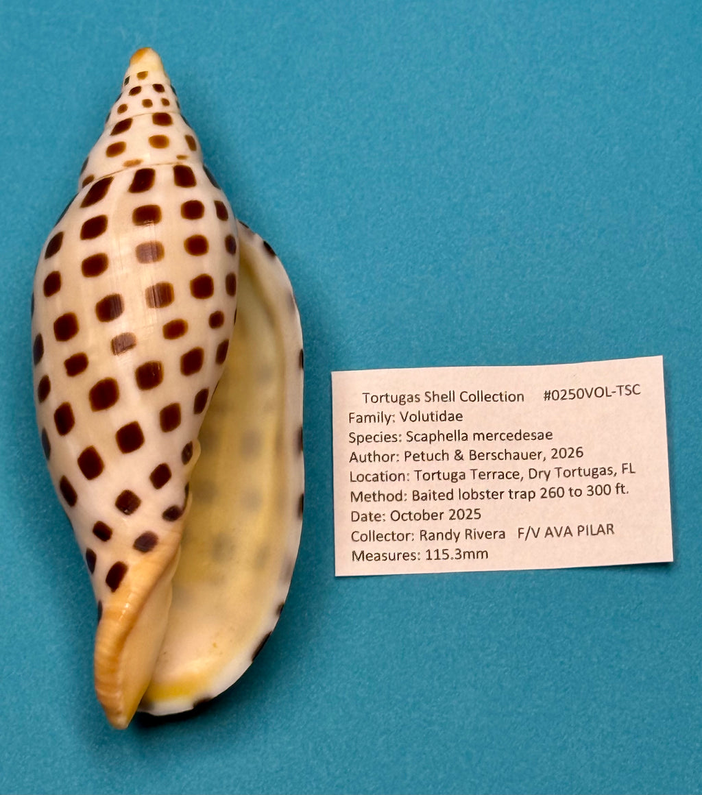 Scaphella mercedesae – Tortuga Terrace, FL – 115.3 mm – #0250VOL-TSC