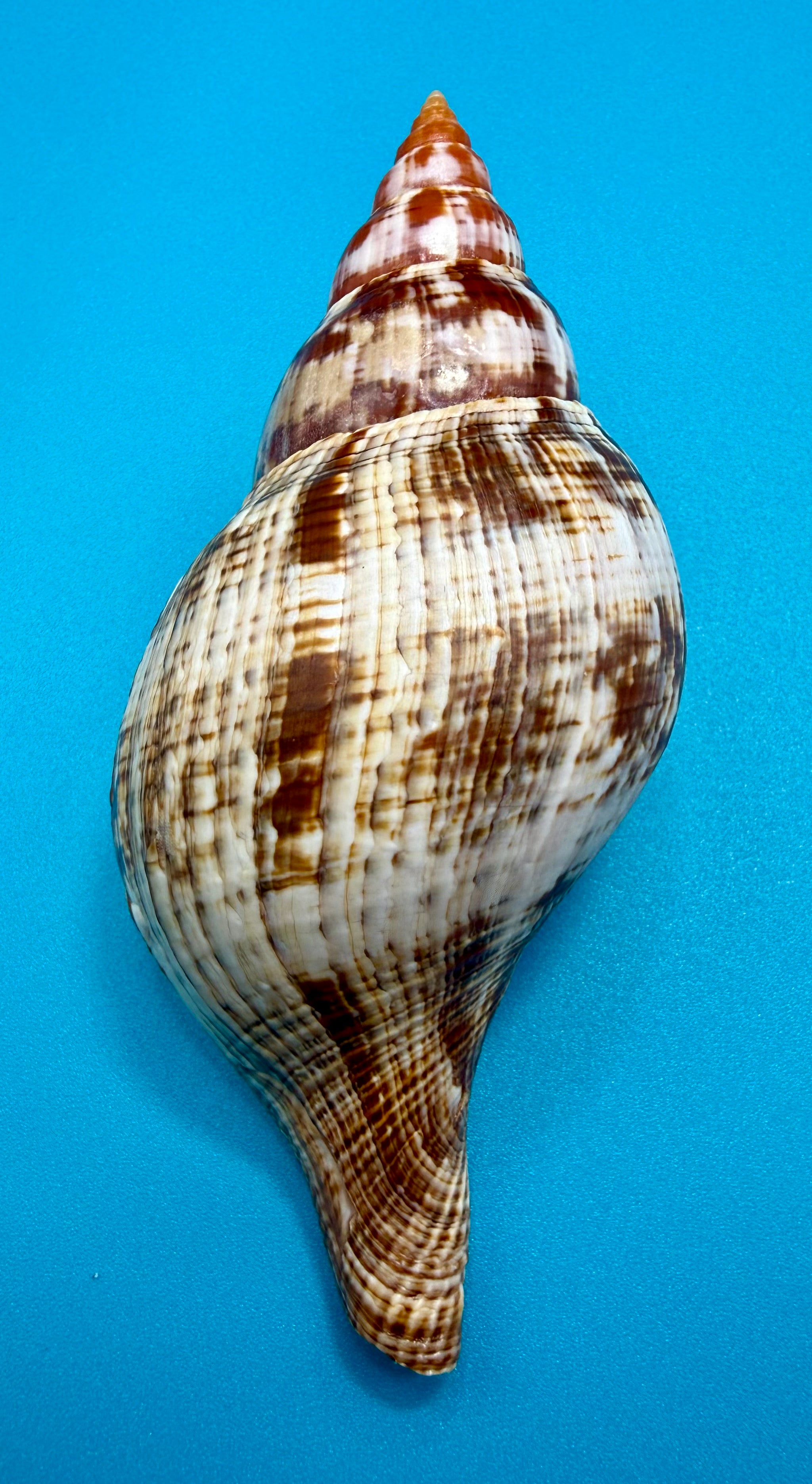 Fasciolaria bittneri – Dry Tortugas – 116.9mm
