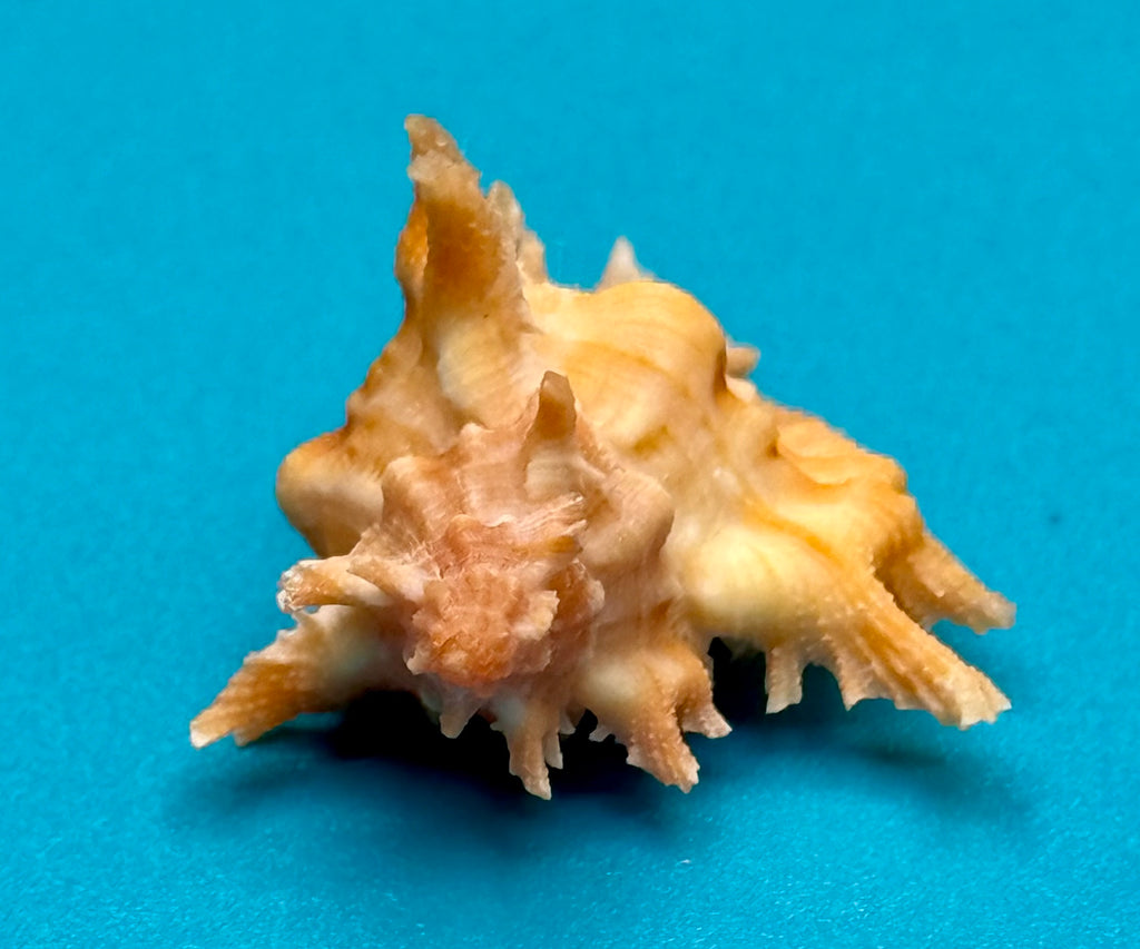 Chicoreus rachelcarsonae – Pulley Ridge – 32.4mm – Rare Orange Form – F+++ w/o