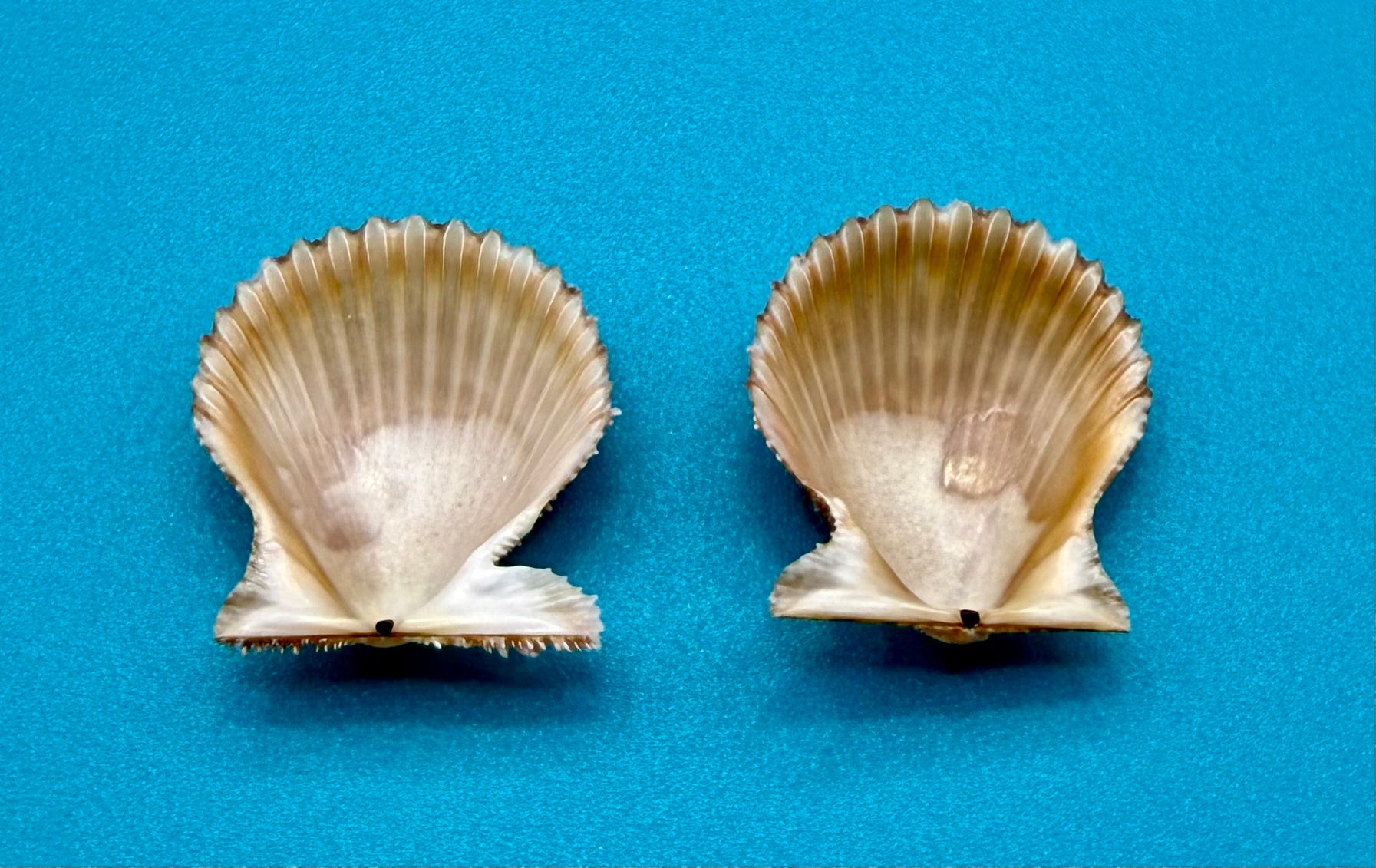 Lindapecten muscosus – Scallop – Dry Tortugas FL – 25mm – Matched Pair