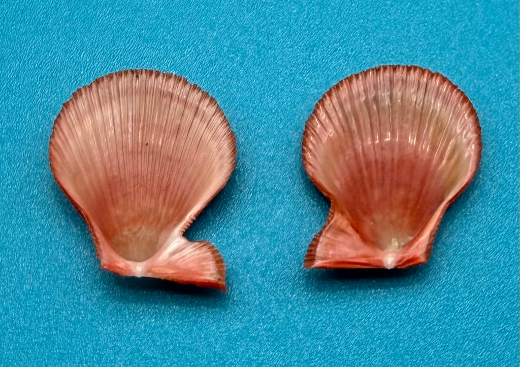 Caribachlamys sentis – Scallop – Dry Tortugas – 19.4mm – Matched Pair