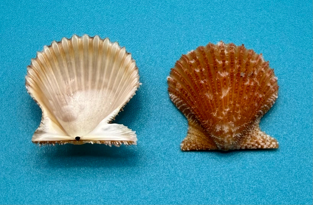 Lindapecten muscosus – Scallop – Dry Tortugas FL – 25mm – Matched Pair