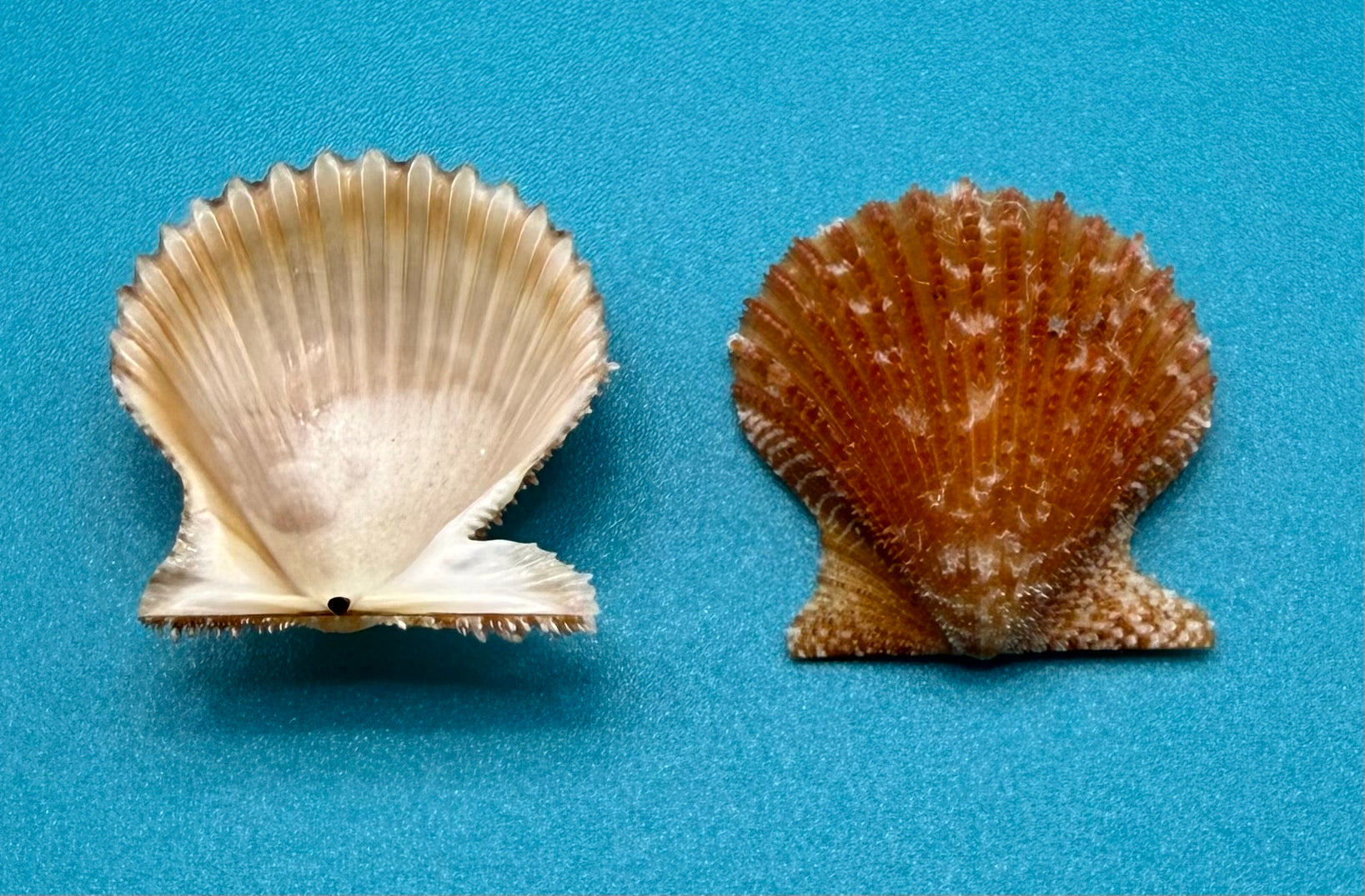 Lindapecten muscosus – Scallop – Dry Tortugas FL – 25mm – Matched Pair
