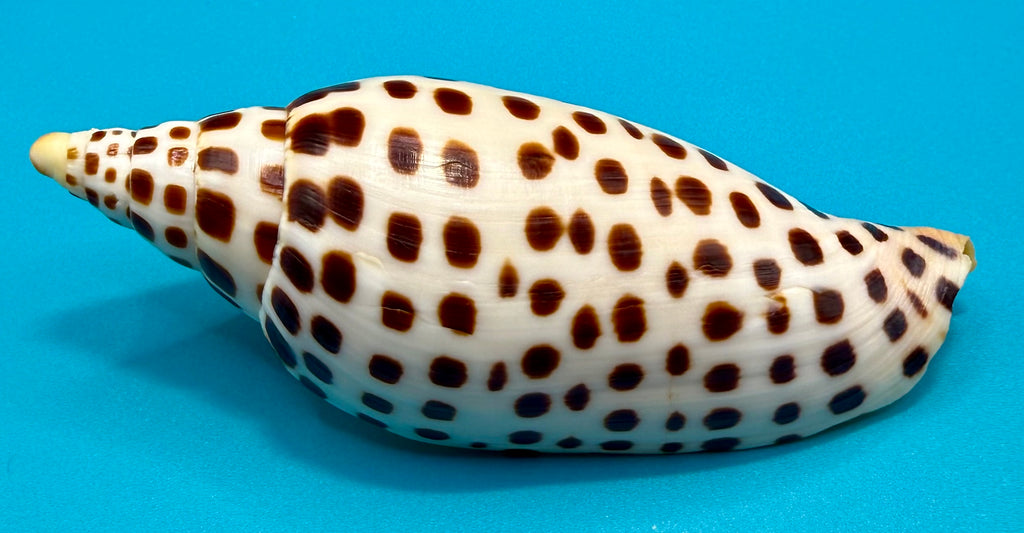 Scaphella mercedesae Petuch & Berschauer, 2026 – 125.6mm | Recently Described Species | Tortugas Shell Collection