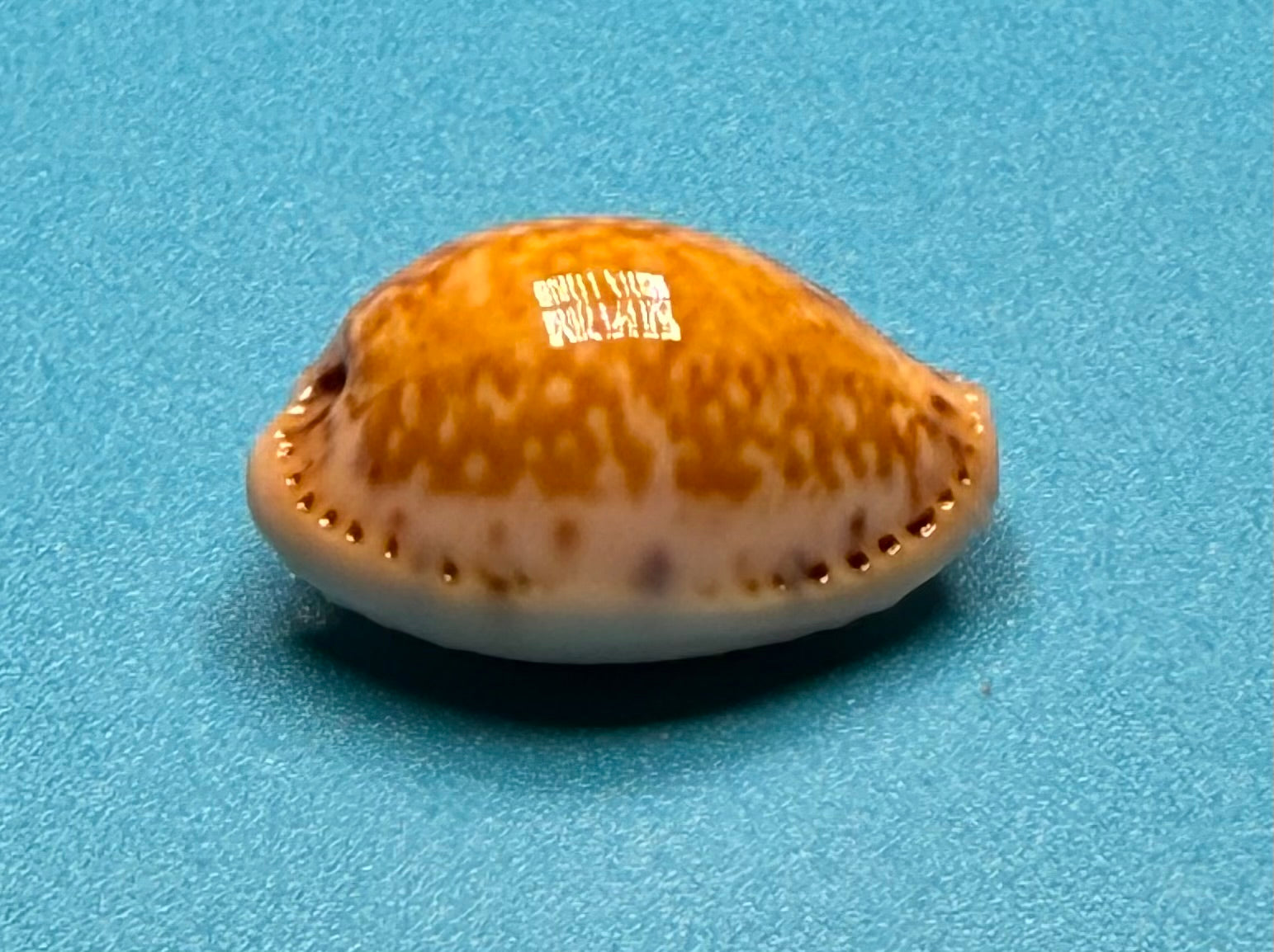 Naria acicularis – Yellow Cowrie – Pulley Ridge – 22.1mm – #0603CYP-TSC