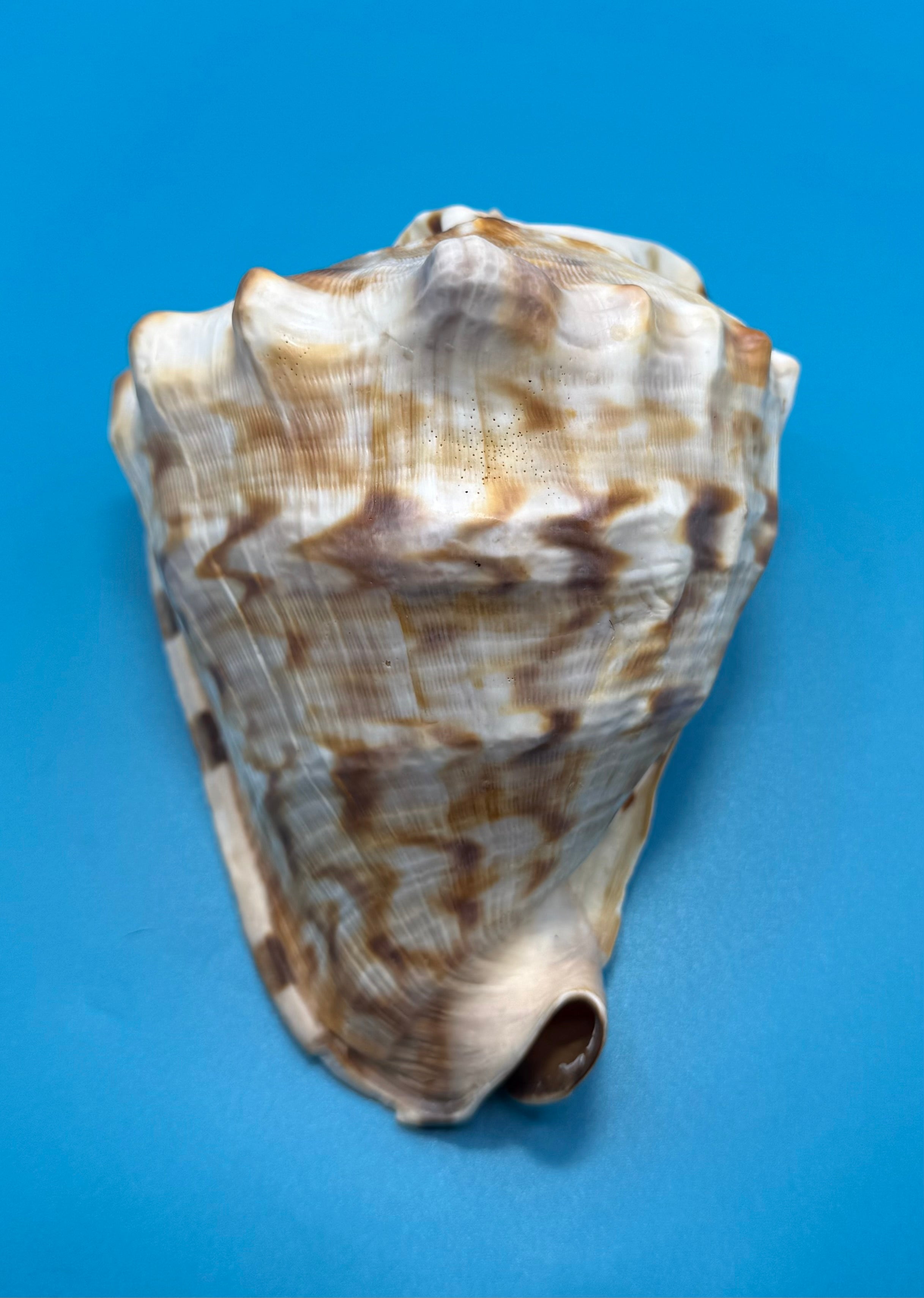 Cassis tuberosa 76.6mm – King Helmet – Dry Tortugas Trap Collected – Rivera Provenance