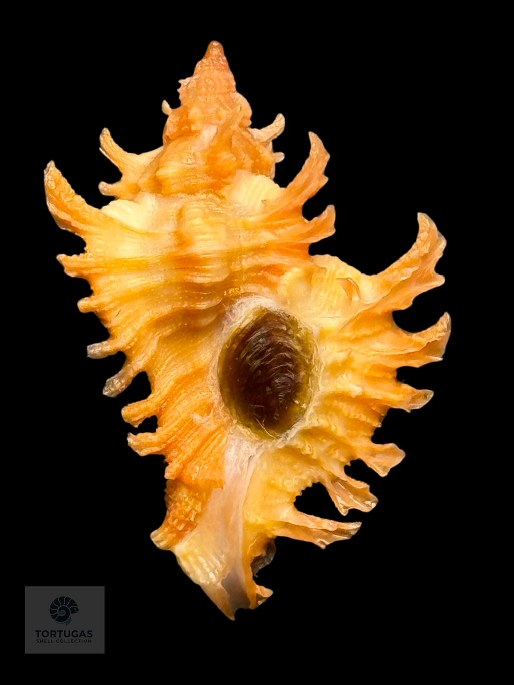 Chicoreus rachelcarsonae Petuch, 1987. 30.2mm w/o TSC#0305