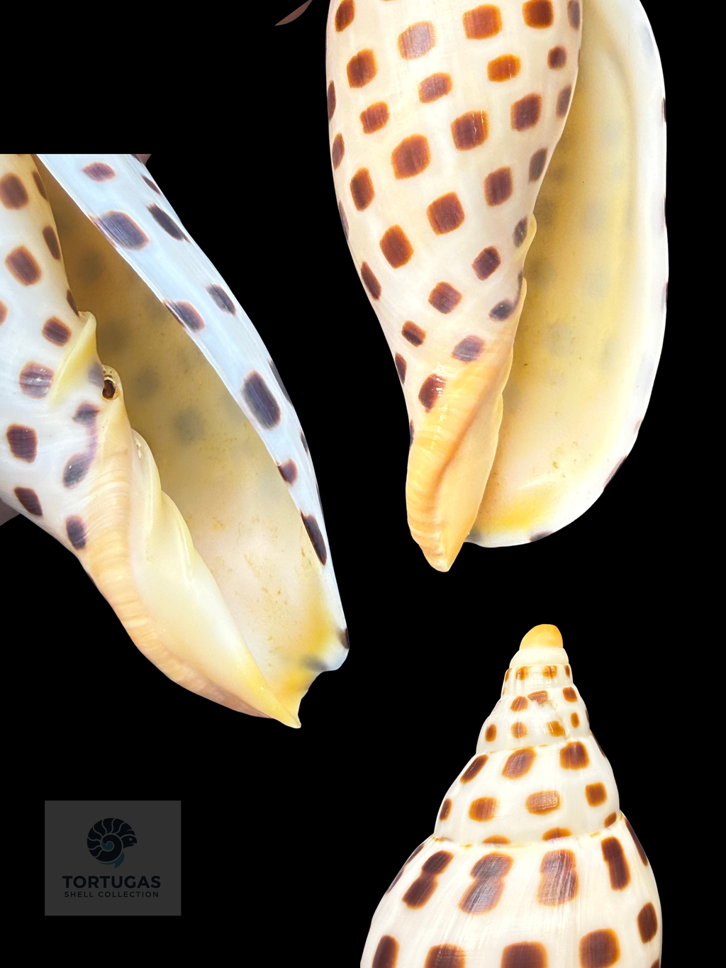 Scaphella elizabethae Petuch & Sargent, 2011 – 115.3mm (4.54”) – TSC #0250VOL-TSC