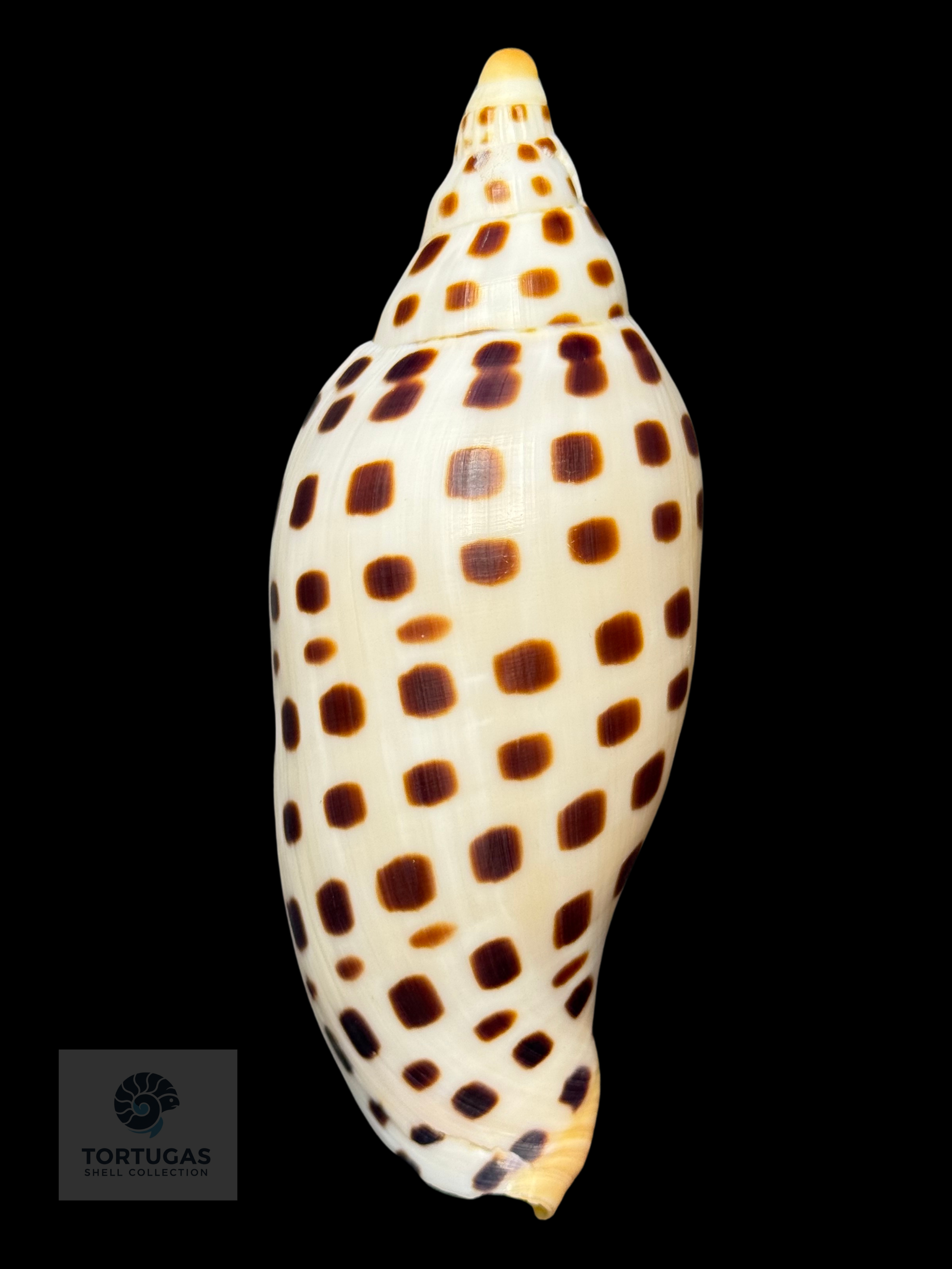 Scaphella elizabethae Petuch & Sargent, 2011 – 115.3mm (4.54”) – TSC #0250VOL-TSC