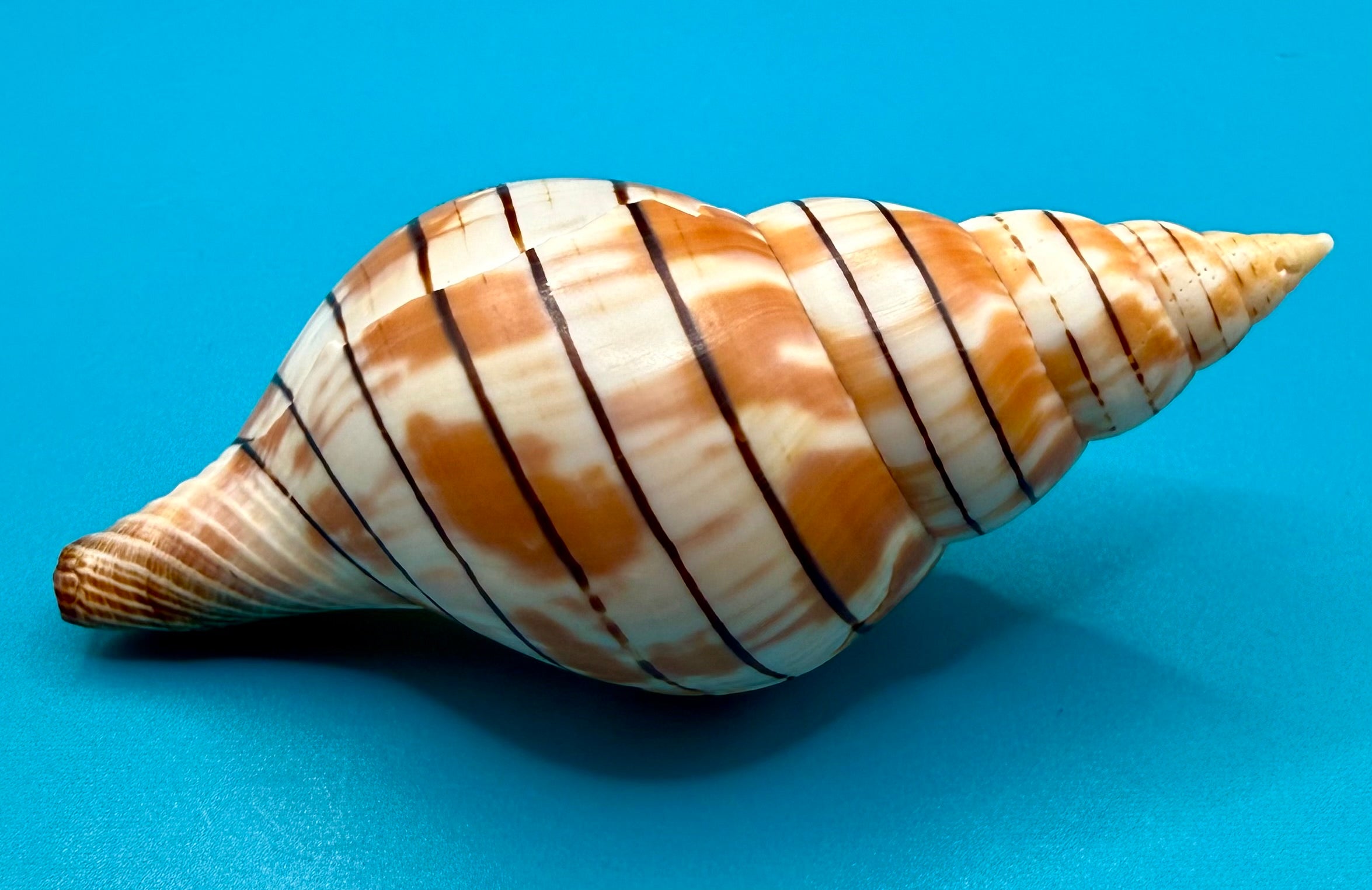 Cinctura tortugana 103.9mm – Pulley Ridge (260 ft) Trap Collected – Dry Tortugas – Tortugas Shell Collection
