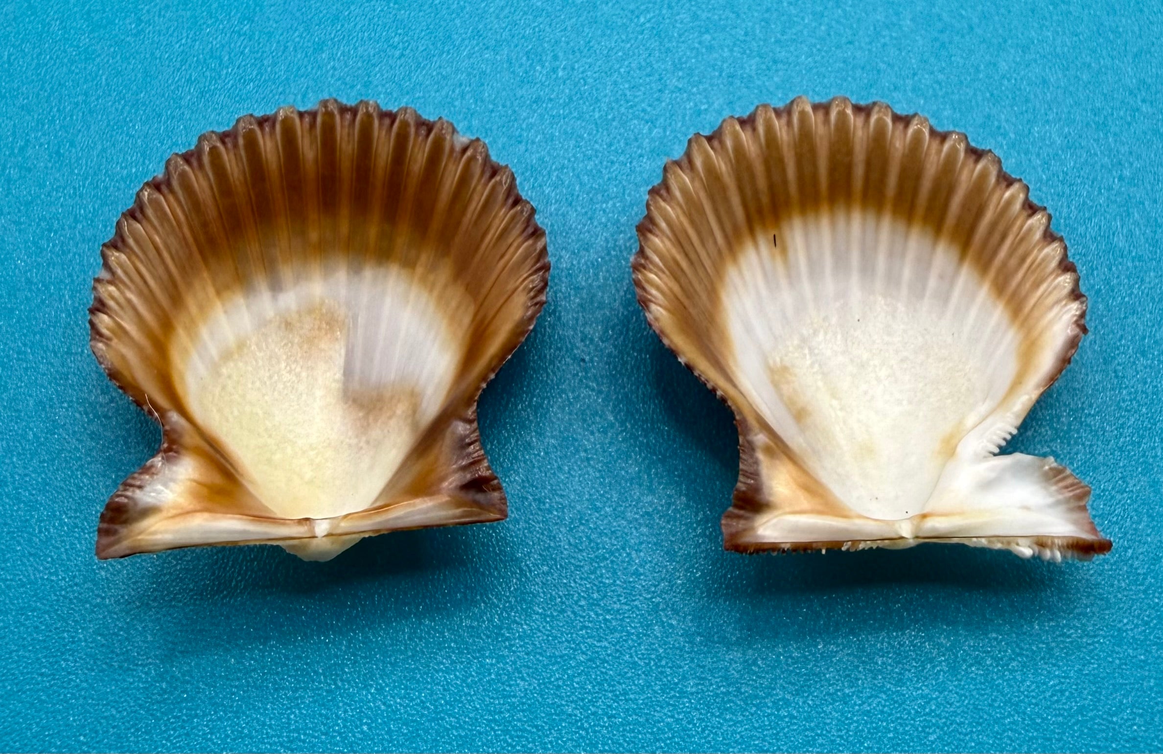 Lindapecten muscosus – Scallop – Dry Tortugas – 25.2mm – Matched Pair